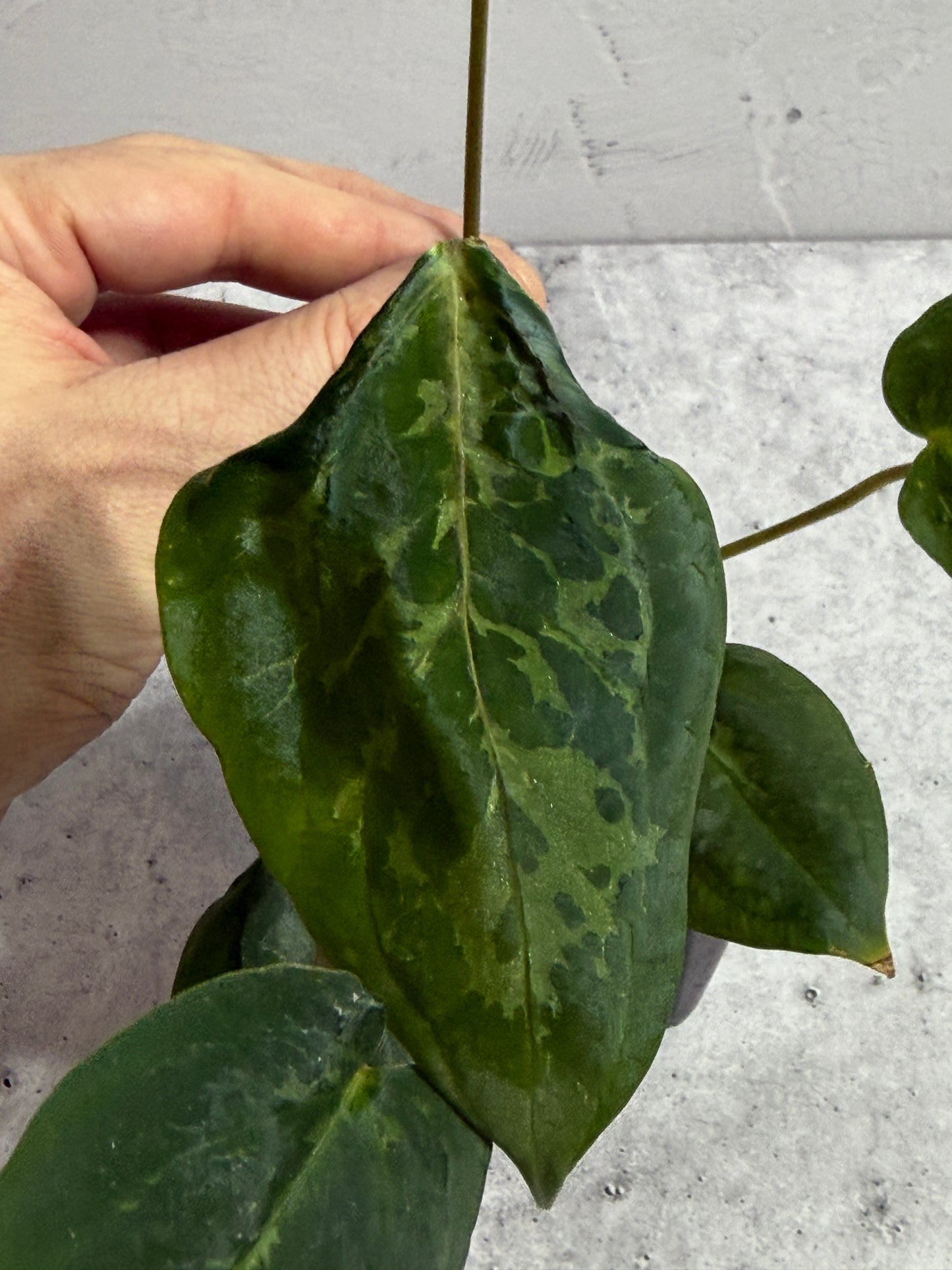 Anthurium dressleri x (carlablackiae x papillilaminum) Blister Variegated