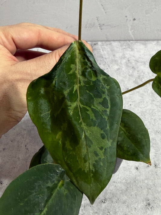 Anthurium dressleri x (carlablackiae x papillilaminum) Blister Variegated