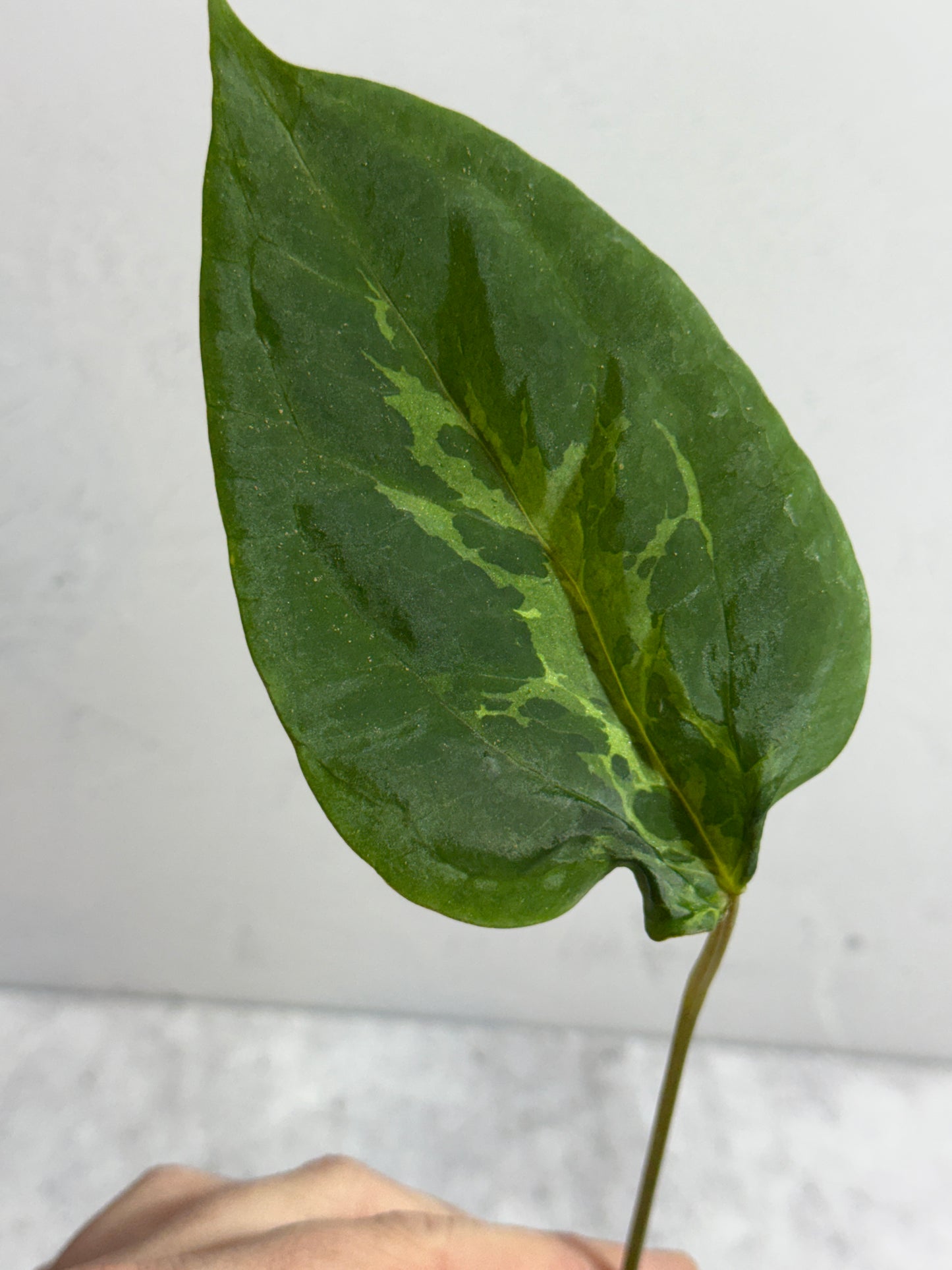 Anthurium dressleri x (carlablackiae x papillilaminum) Blister Variegated