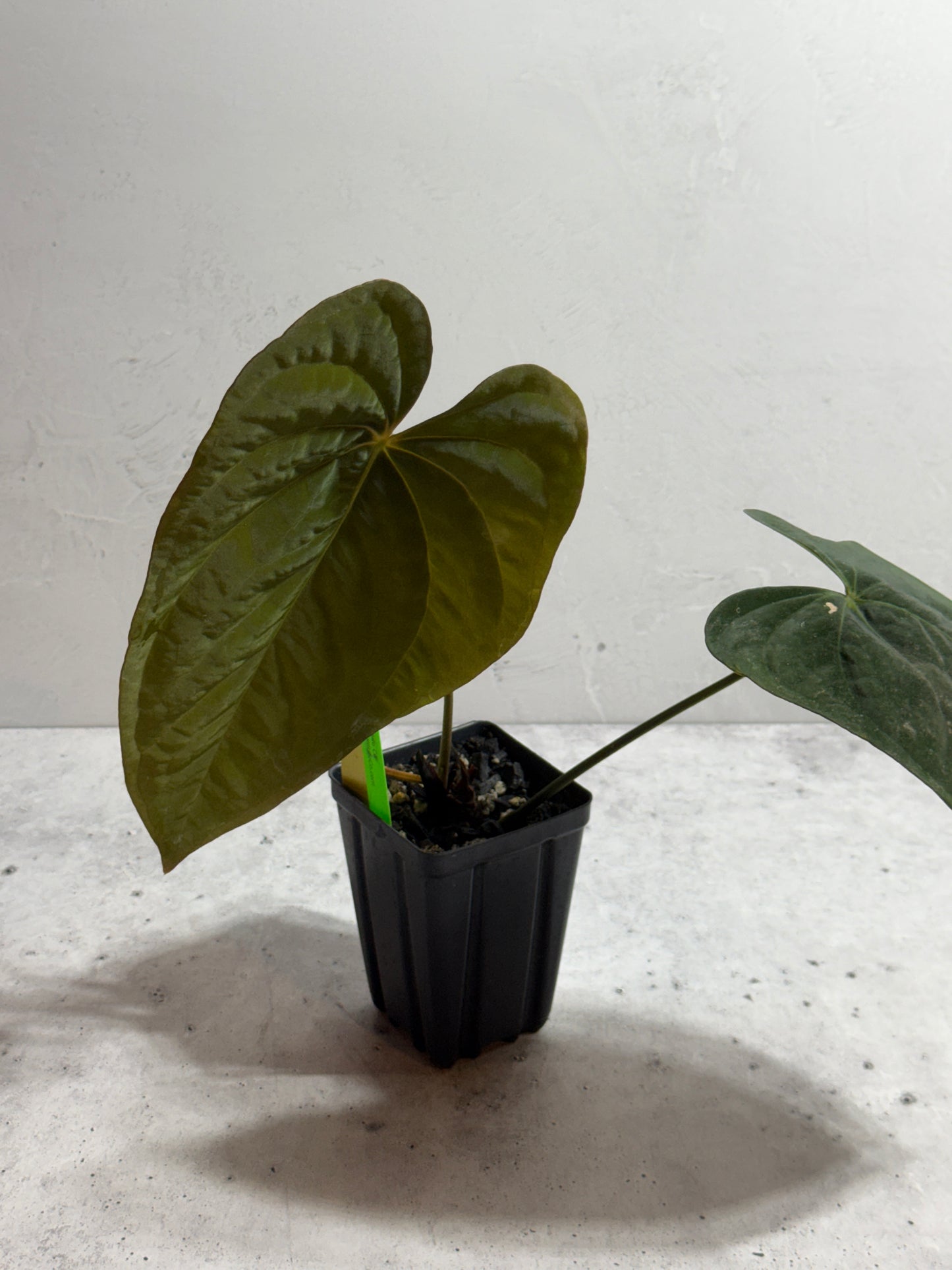 Anthurium papillilaminum 6 x eastern dressleri