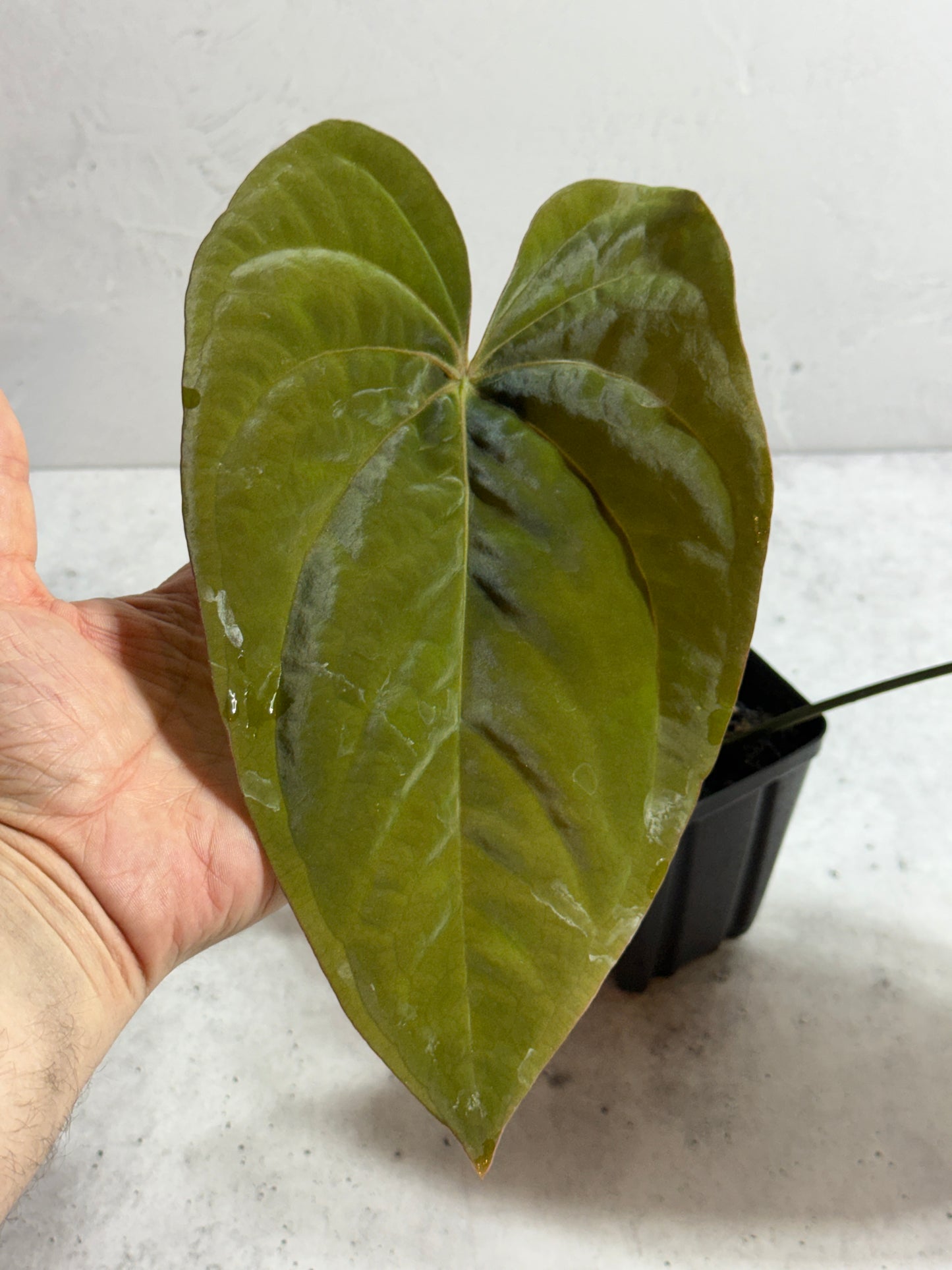 Anthurium papillilaminum 6 x eastern dressleri