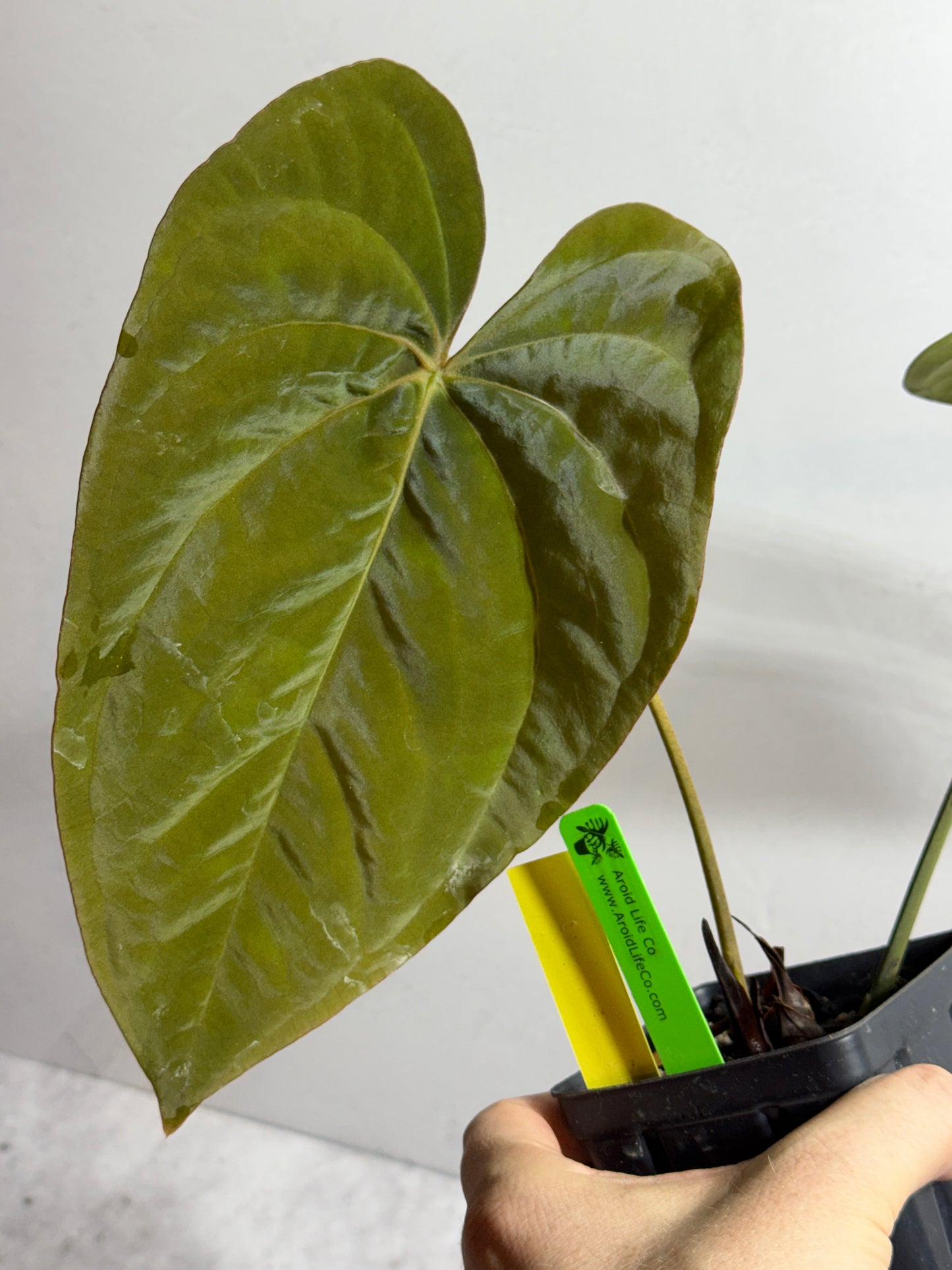 Anthurium papillilaminum 6 x eastern dressleri