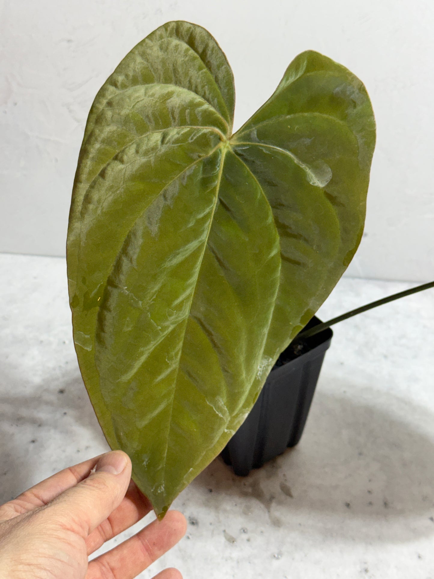 Anthurium papillilaminum 6 x eastern dressleri