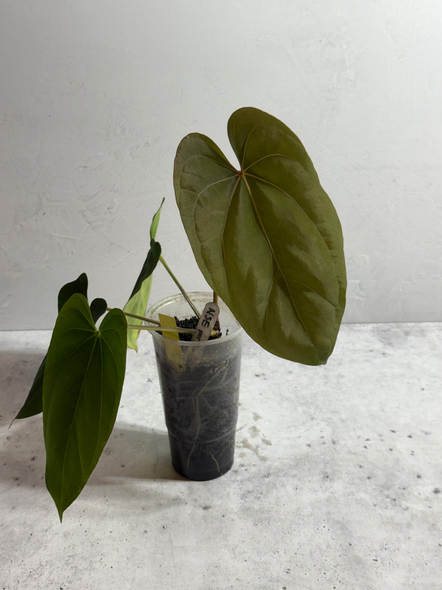 Anthurium NSE portillae x dressleri