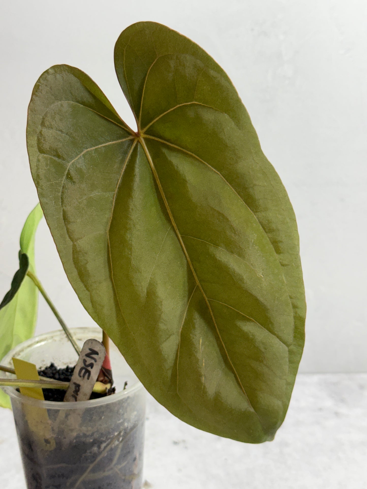 Anthurium NSE portillae x dressleri