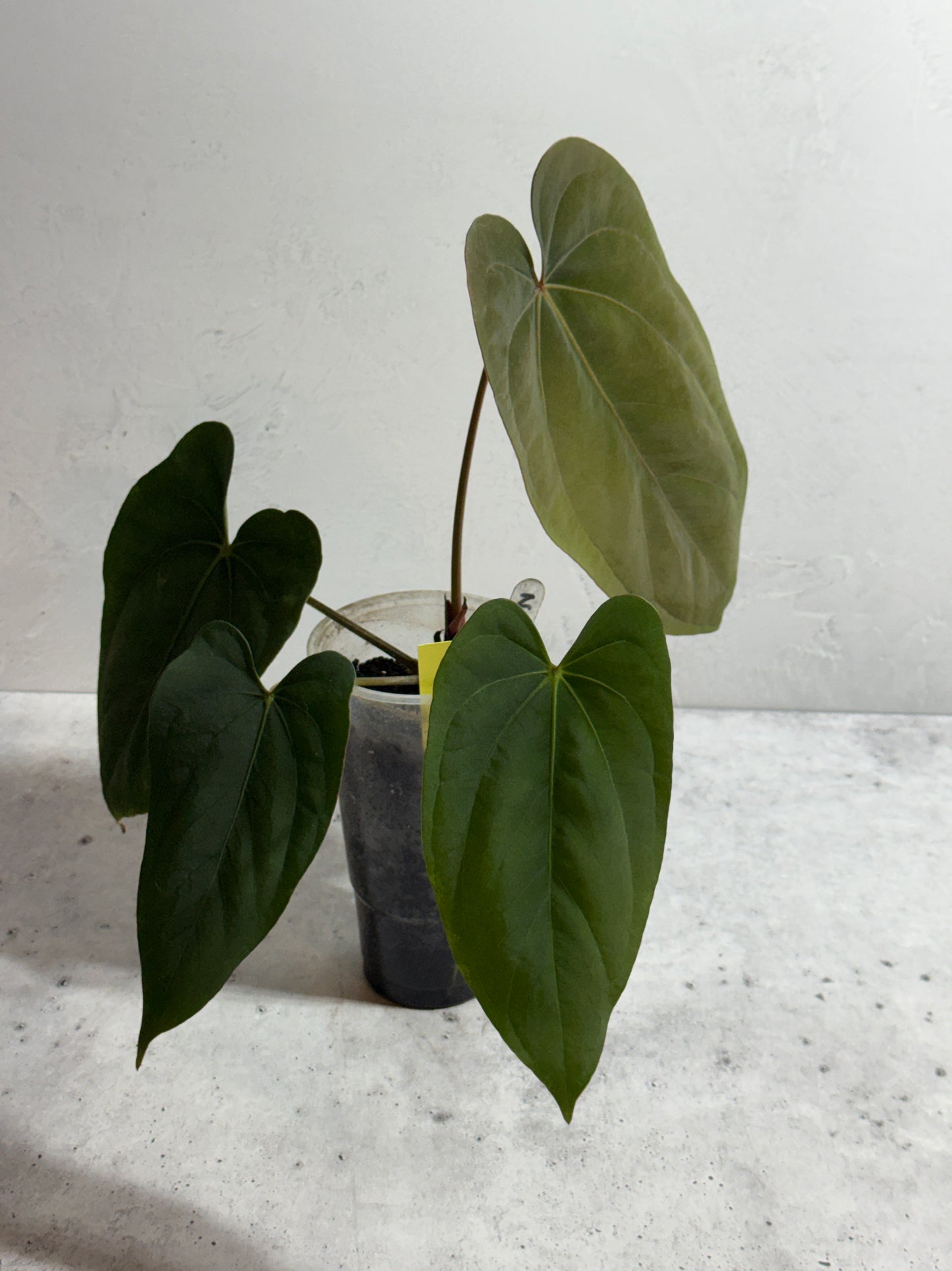 Anthurium NSE portillae x dressleri