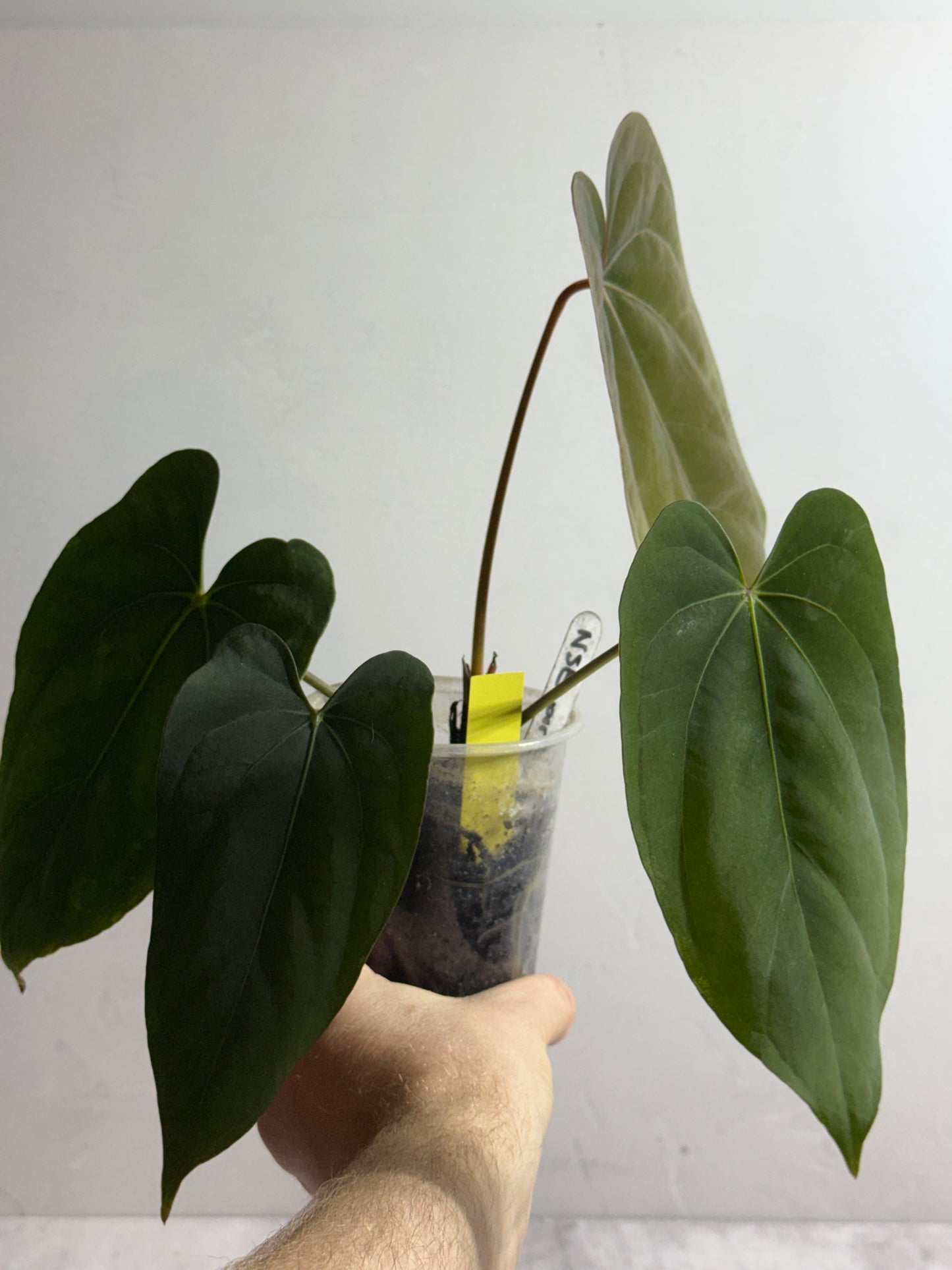 Anthurium NSE portillae x dressleri
