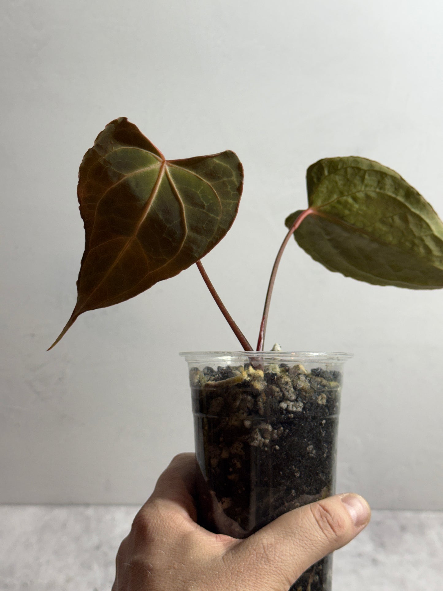 Anthurium Boogie