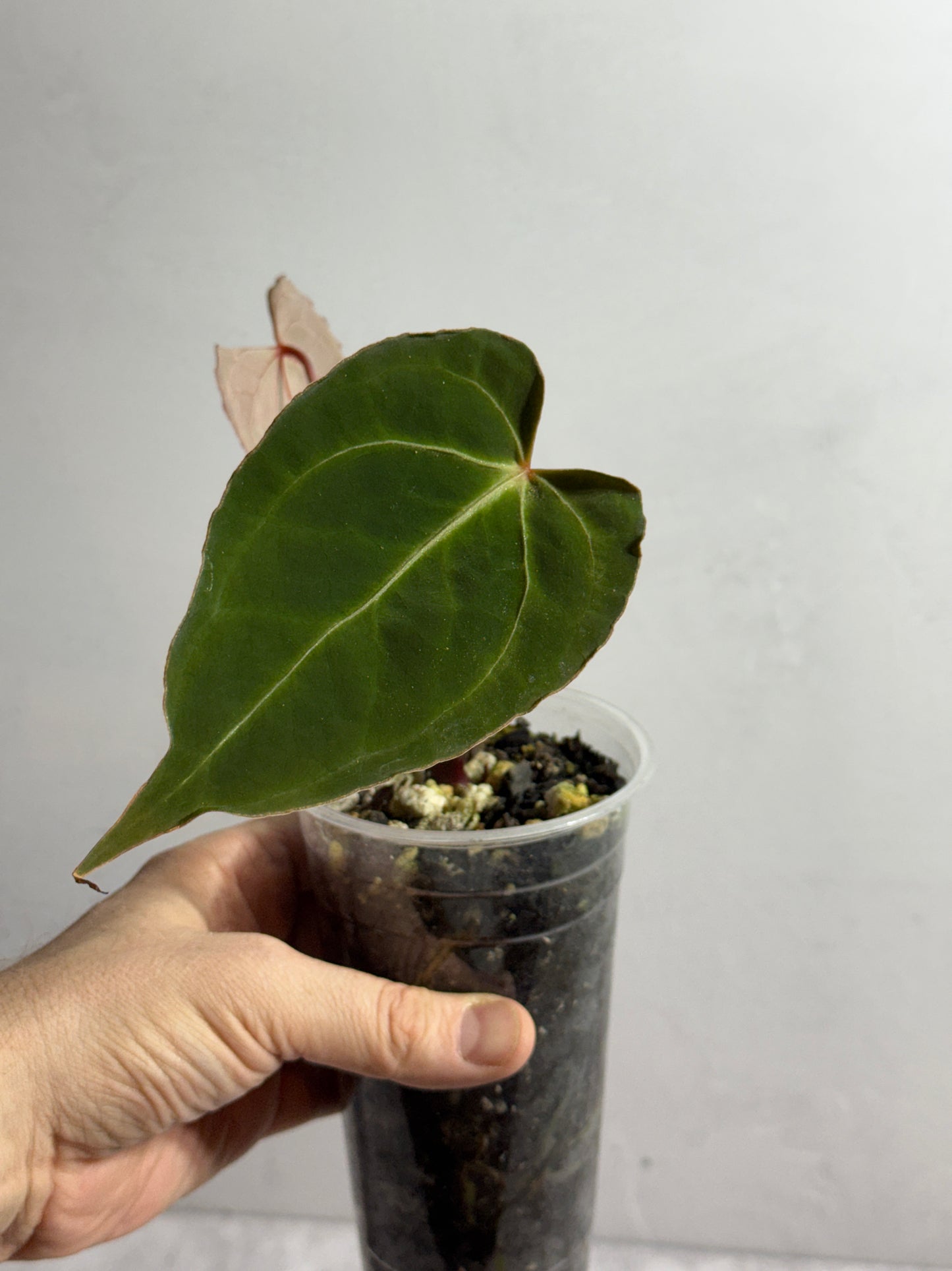 Anthurium Boogie