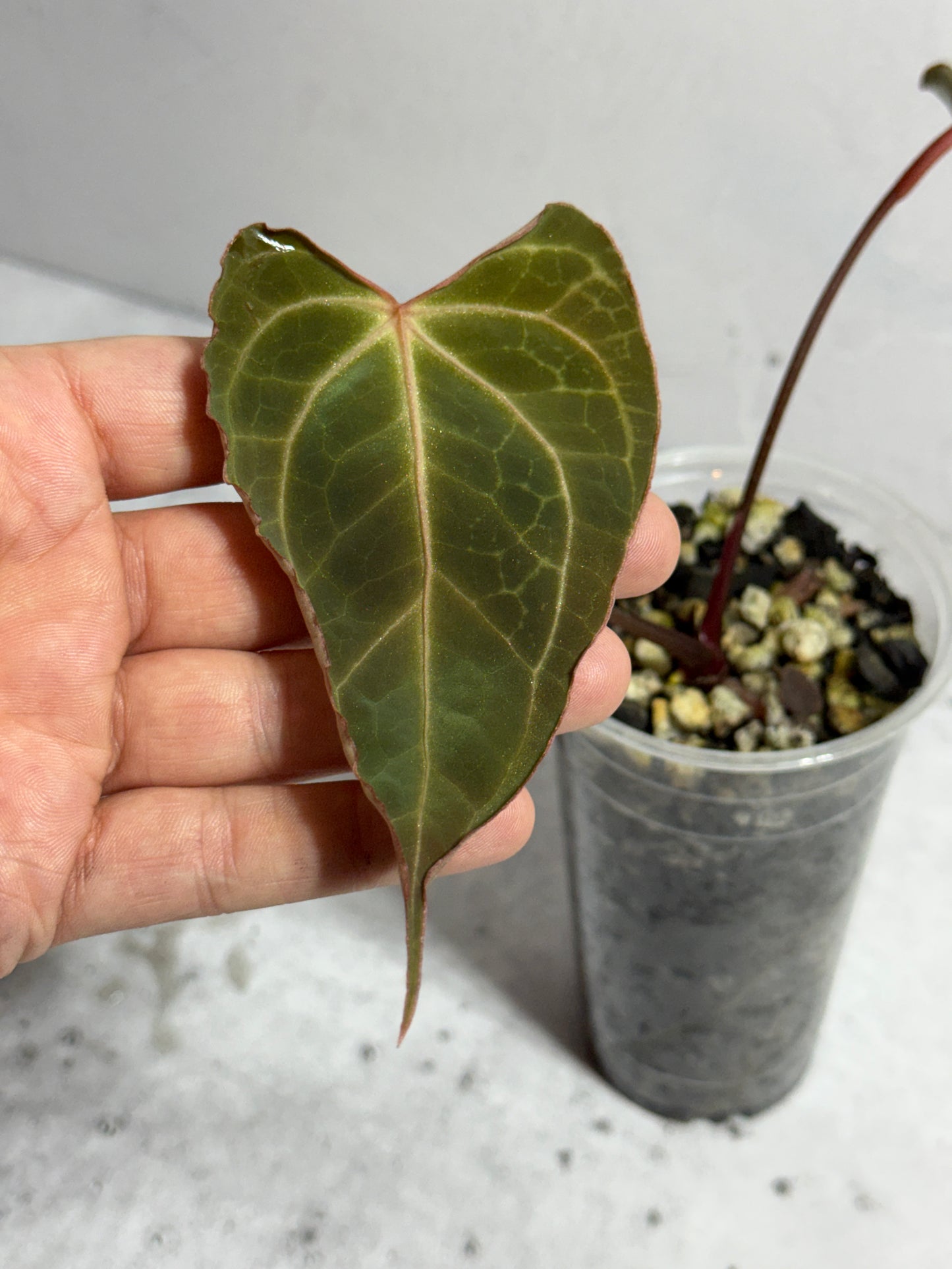 Anthurium Boogie