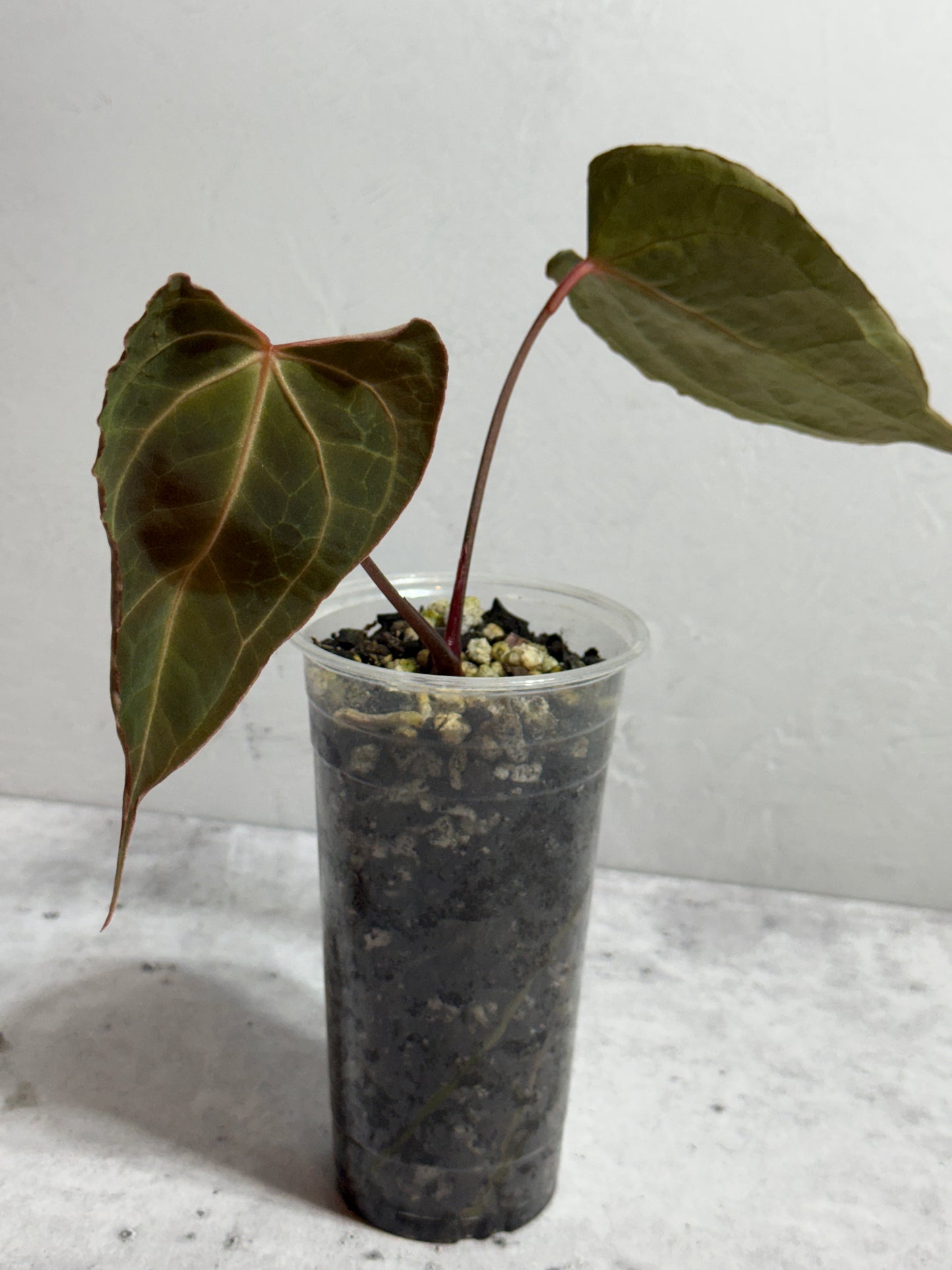 Anthurium Boogie