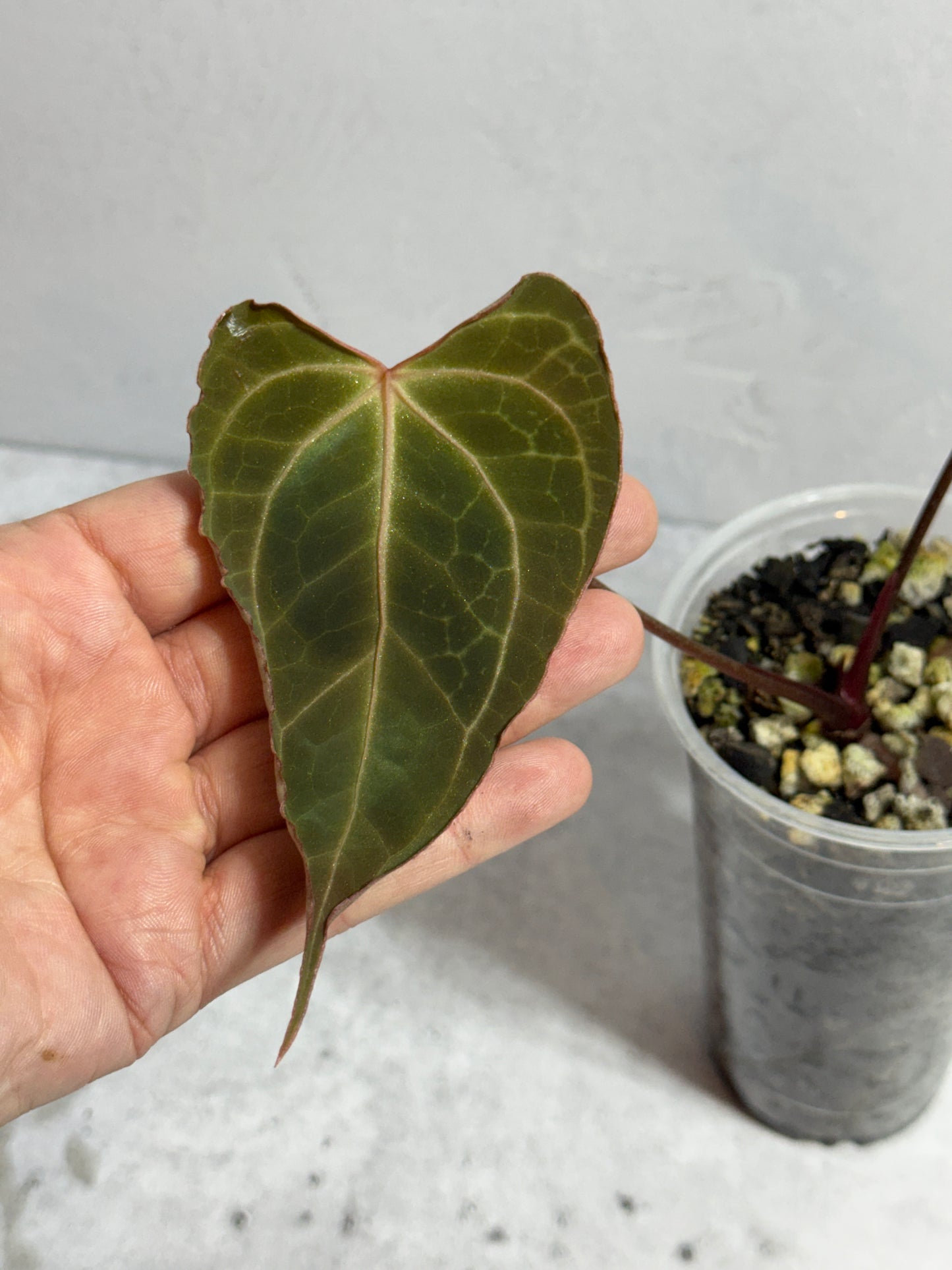 Anthurium Boogie