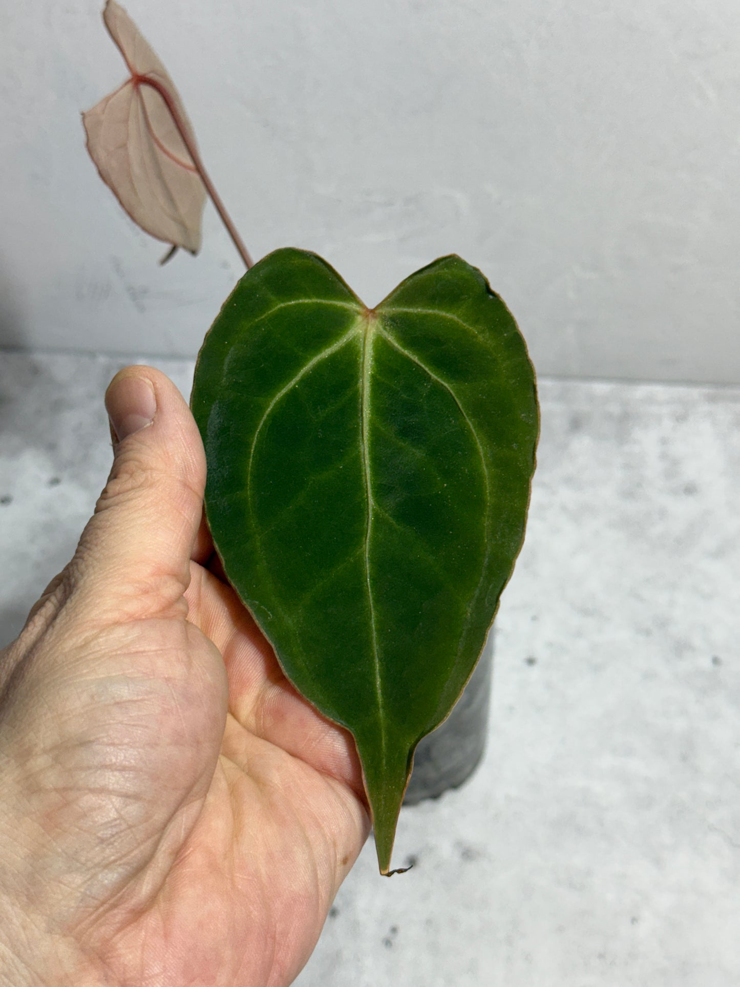 Anthurium Boogie
