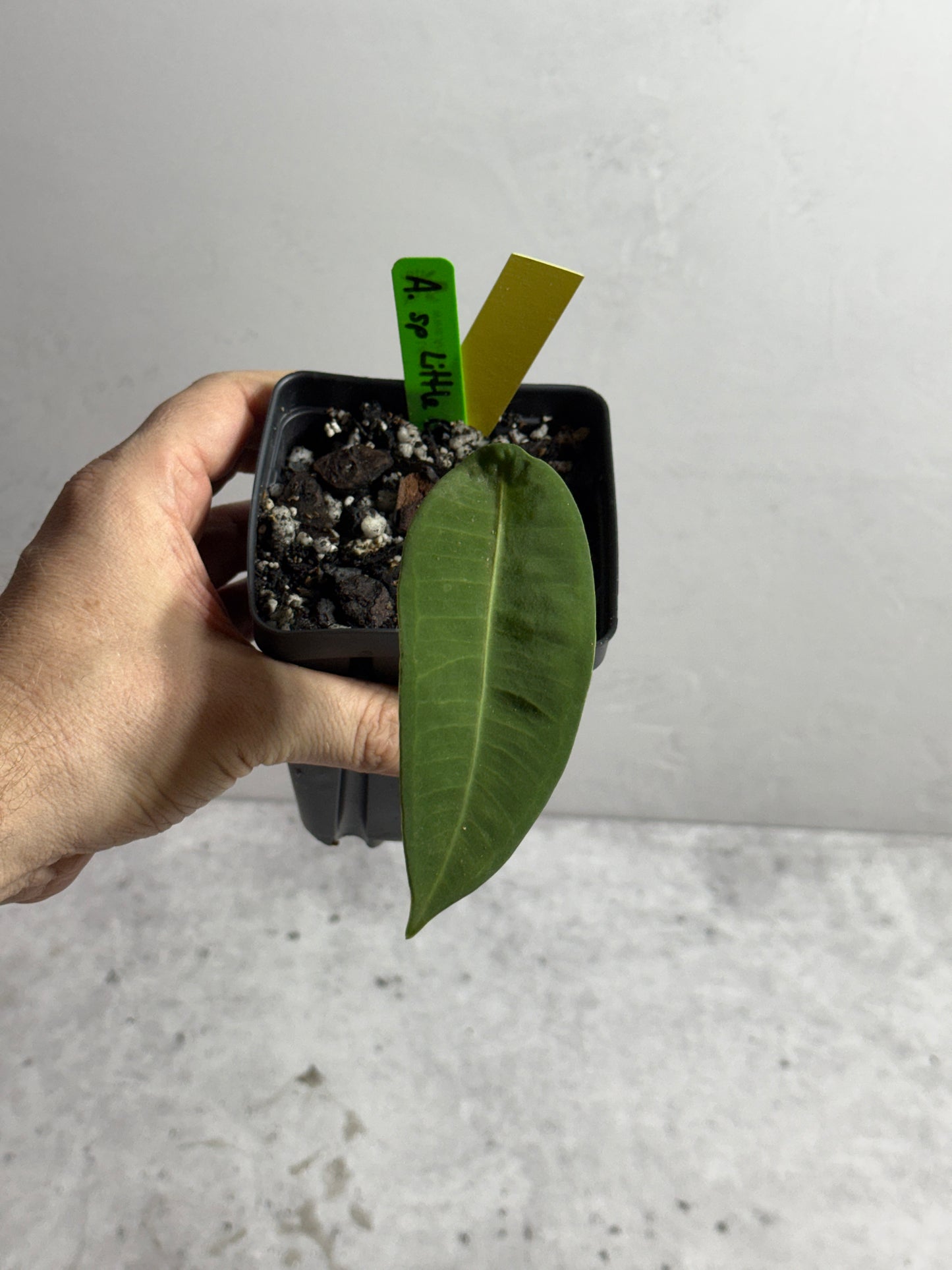 Anthurium sp Little Ghost