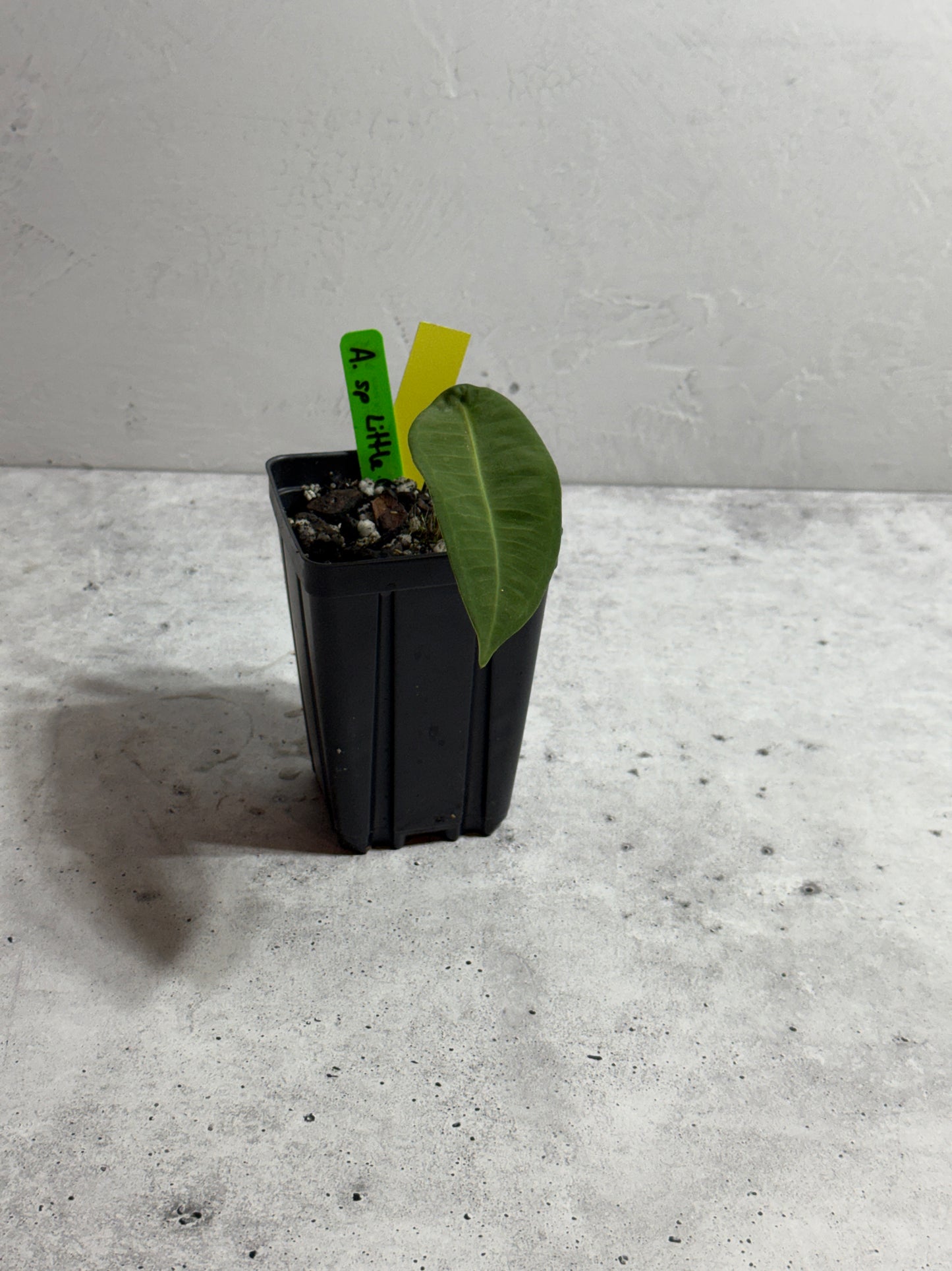 Anthurium sp Little Ghost