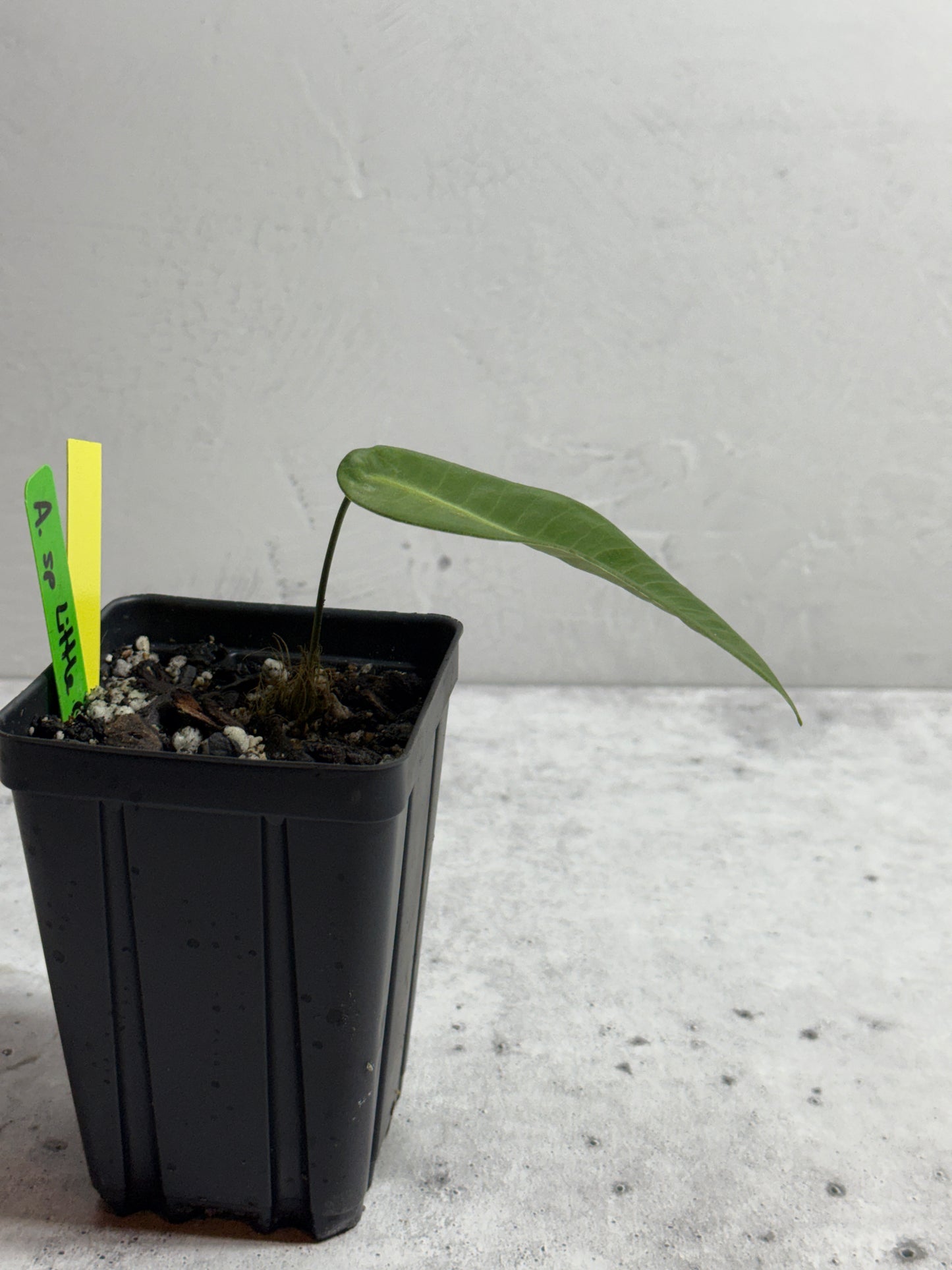 Anthurium sp Little Ghost