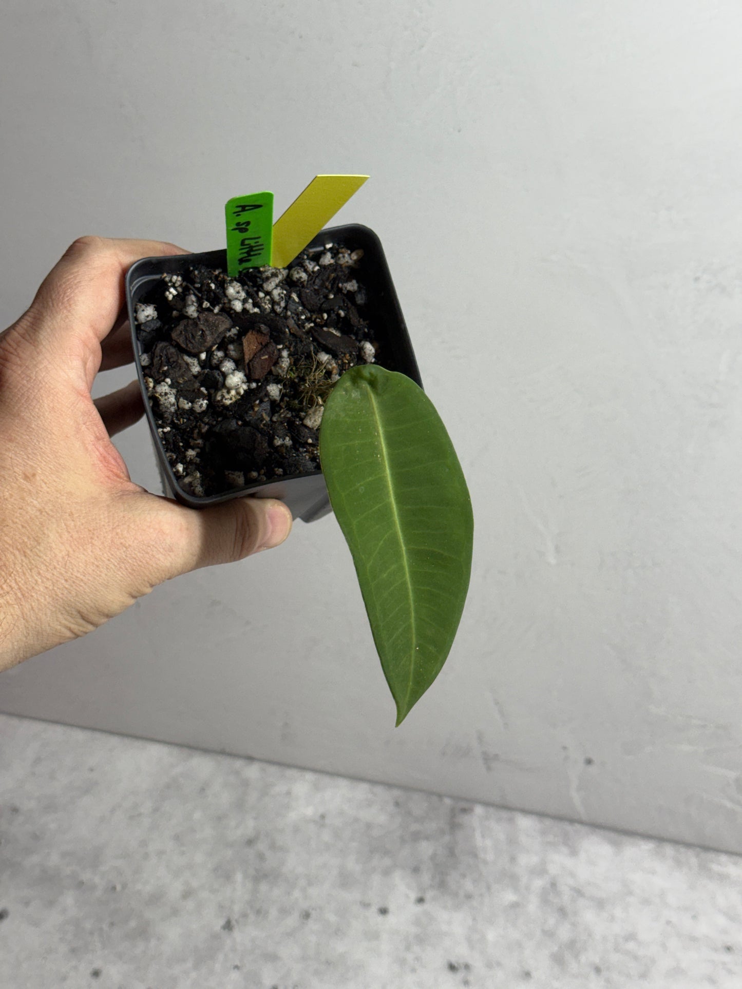 Anthurium sp Little Ghost