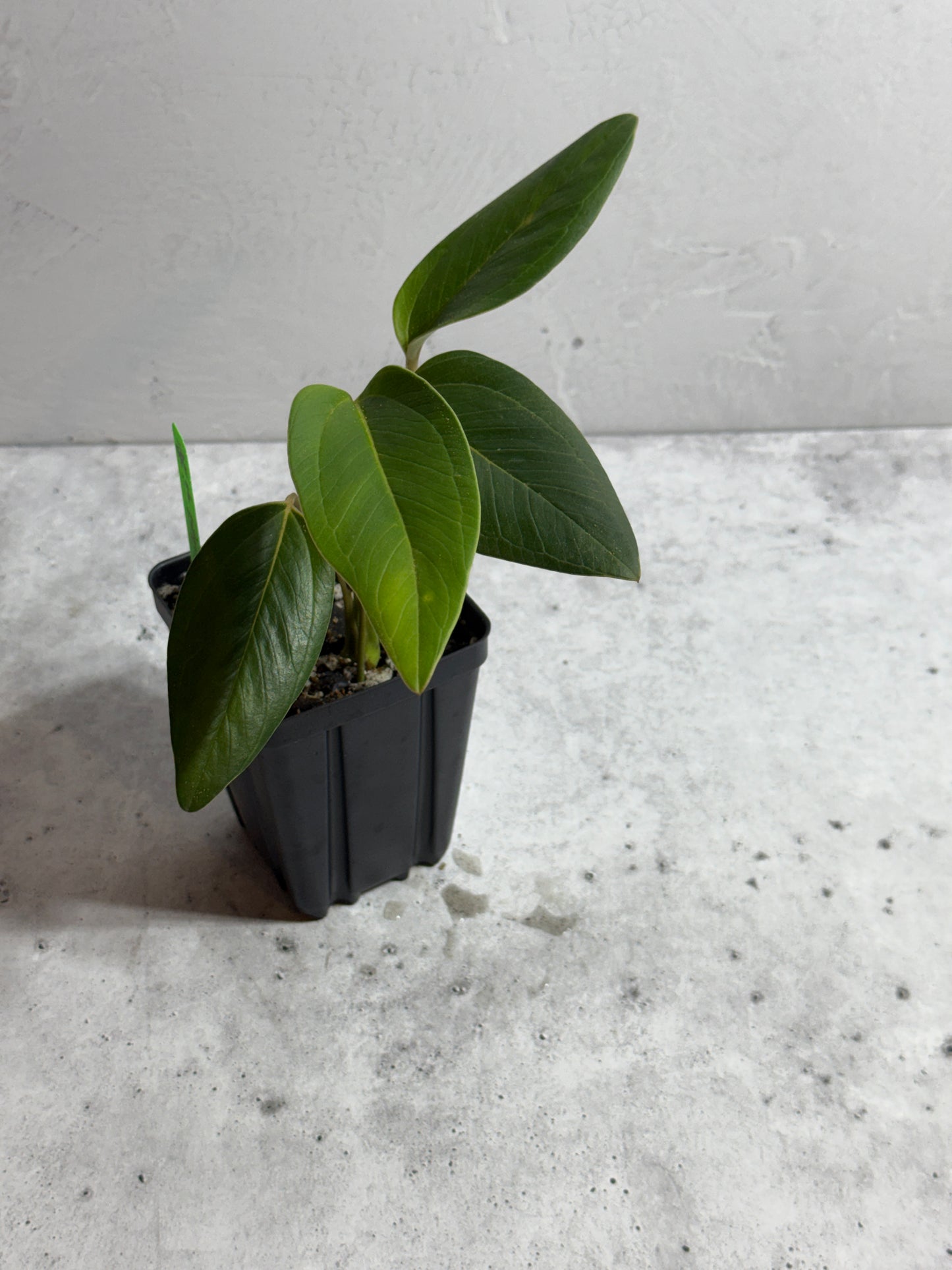 Anthurium sp Indian Arrow