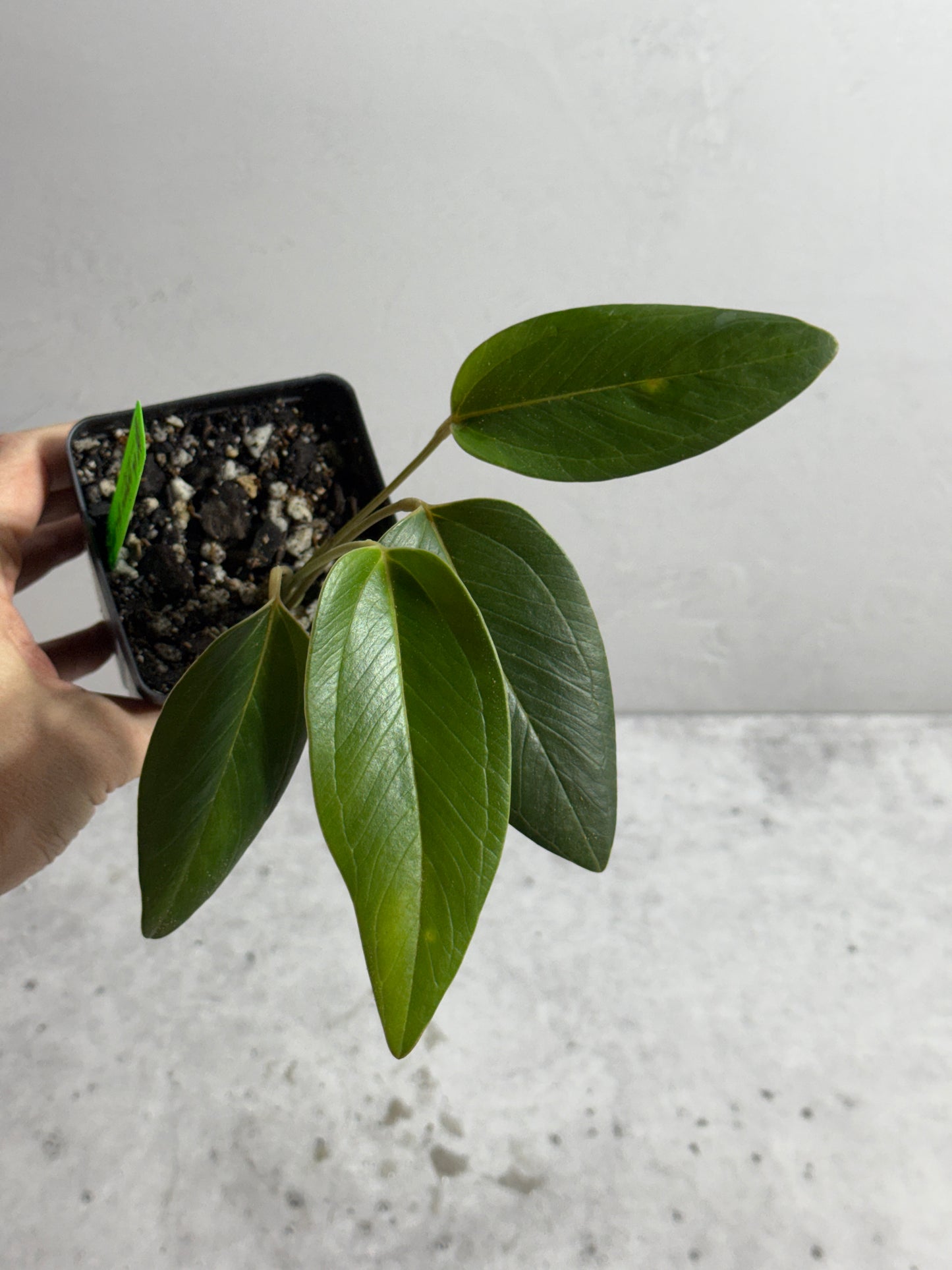 Anthurium sp Indian Arrow
