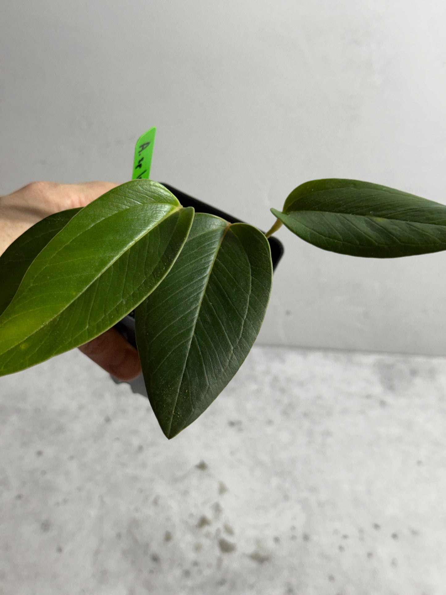 Anthurium sp Indian Arrow