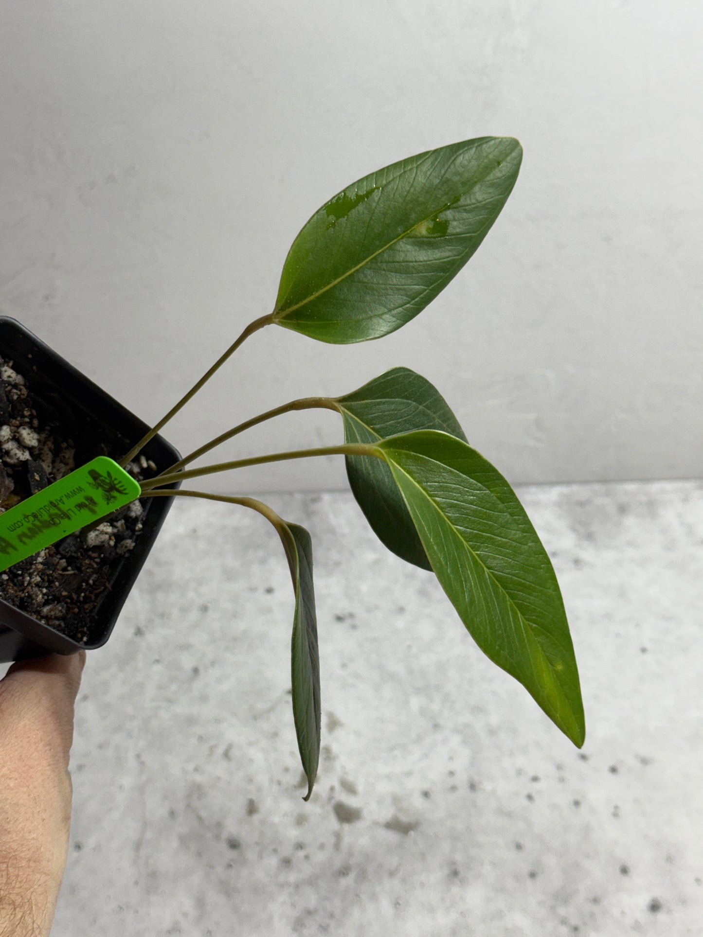 Anthurium sp Indian Arrow