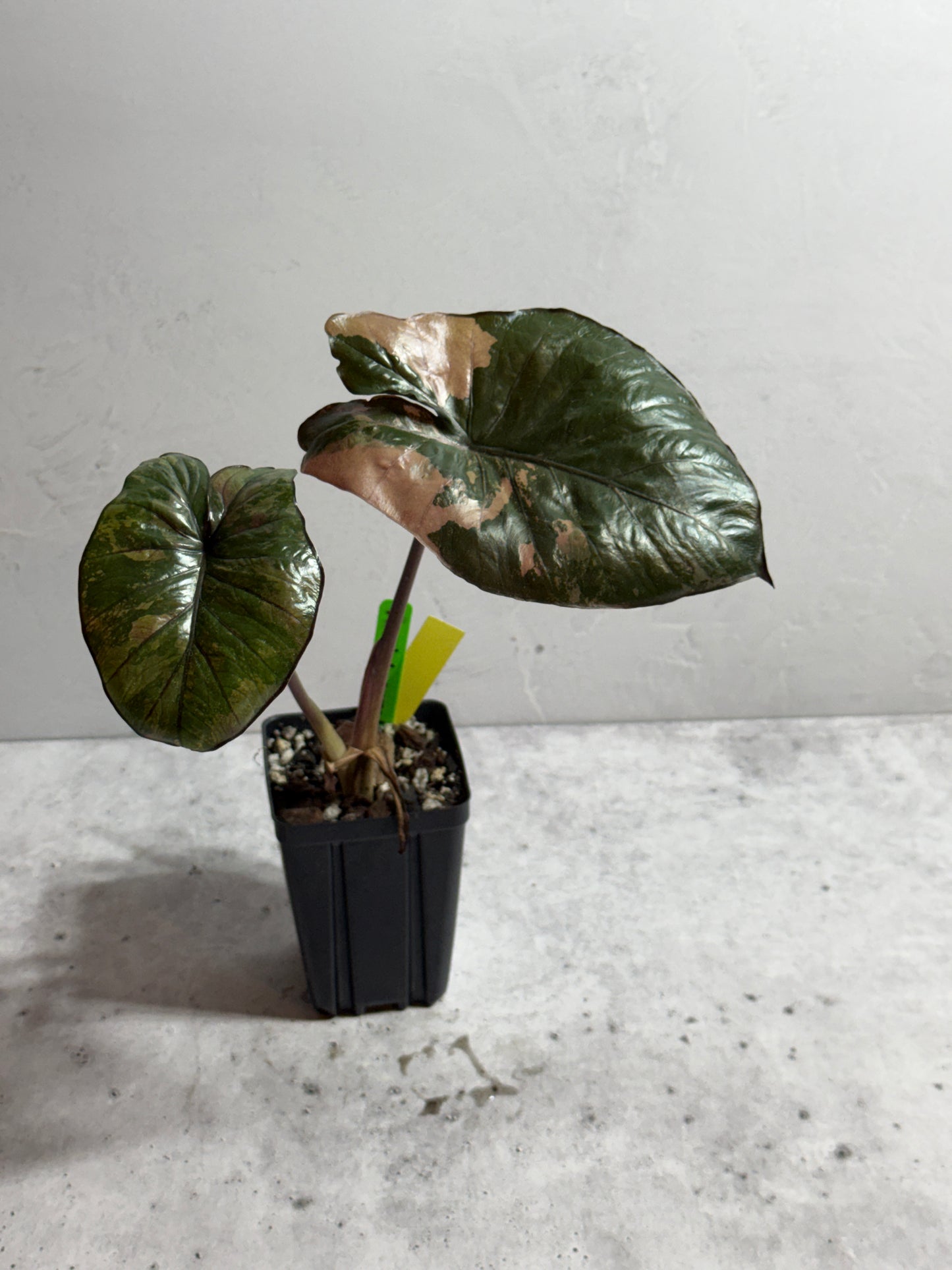 Alocasia Serendipity Pink Variegated