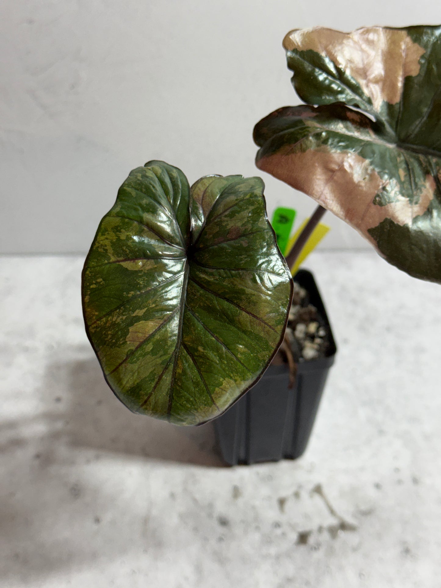 Alocasia Serendipity Pink Variegated