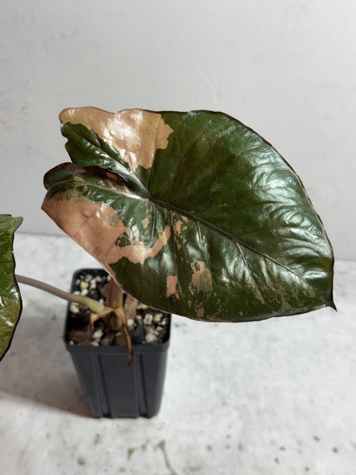 Alocasia Serendipity Pink Variegated