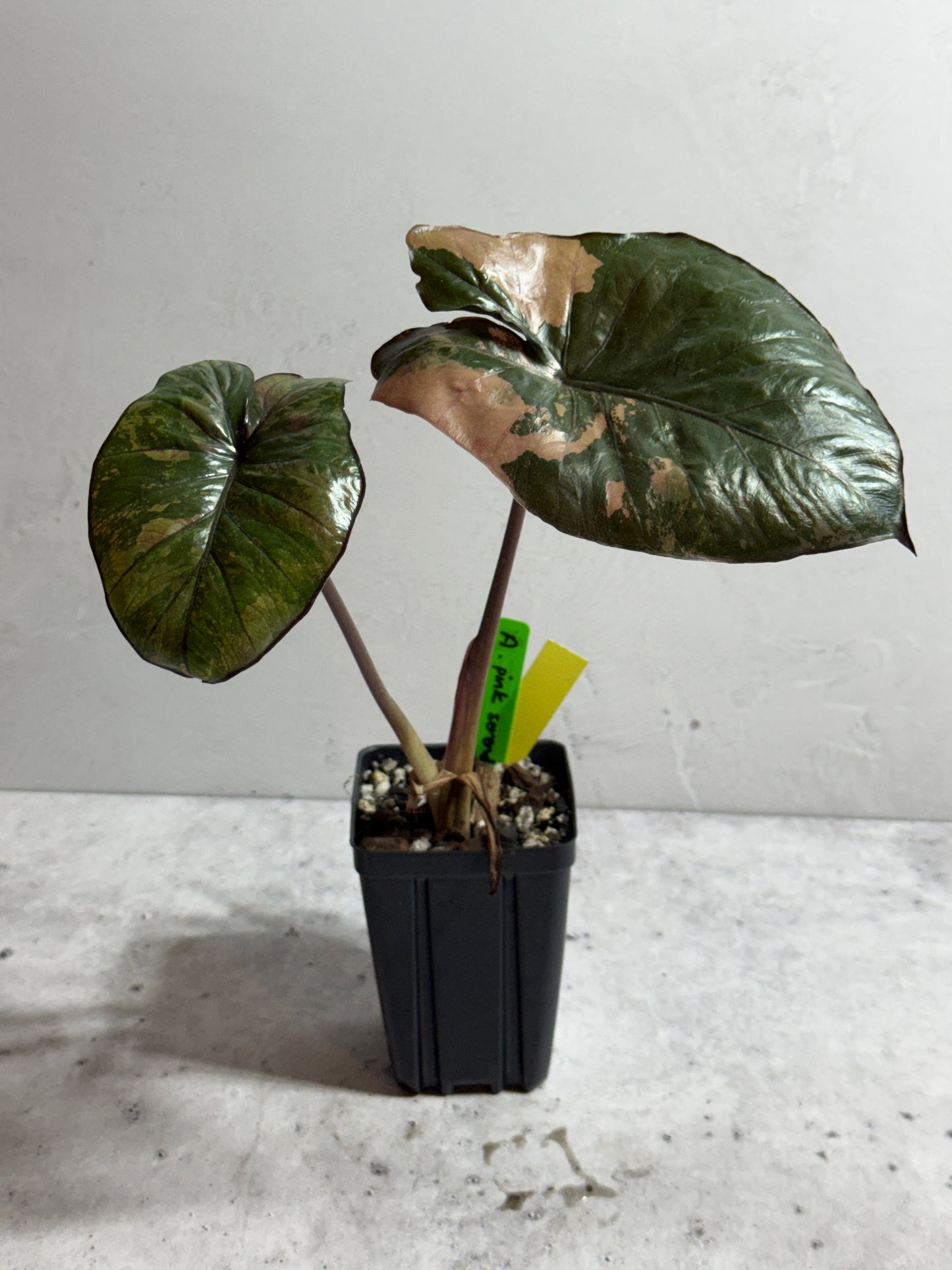 Alocasia Serendipity Pink Variegated