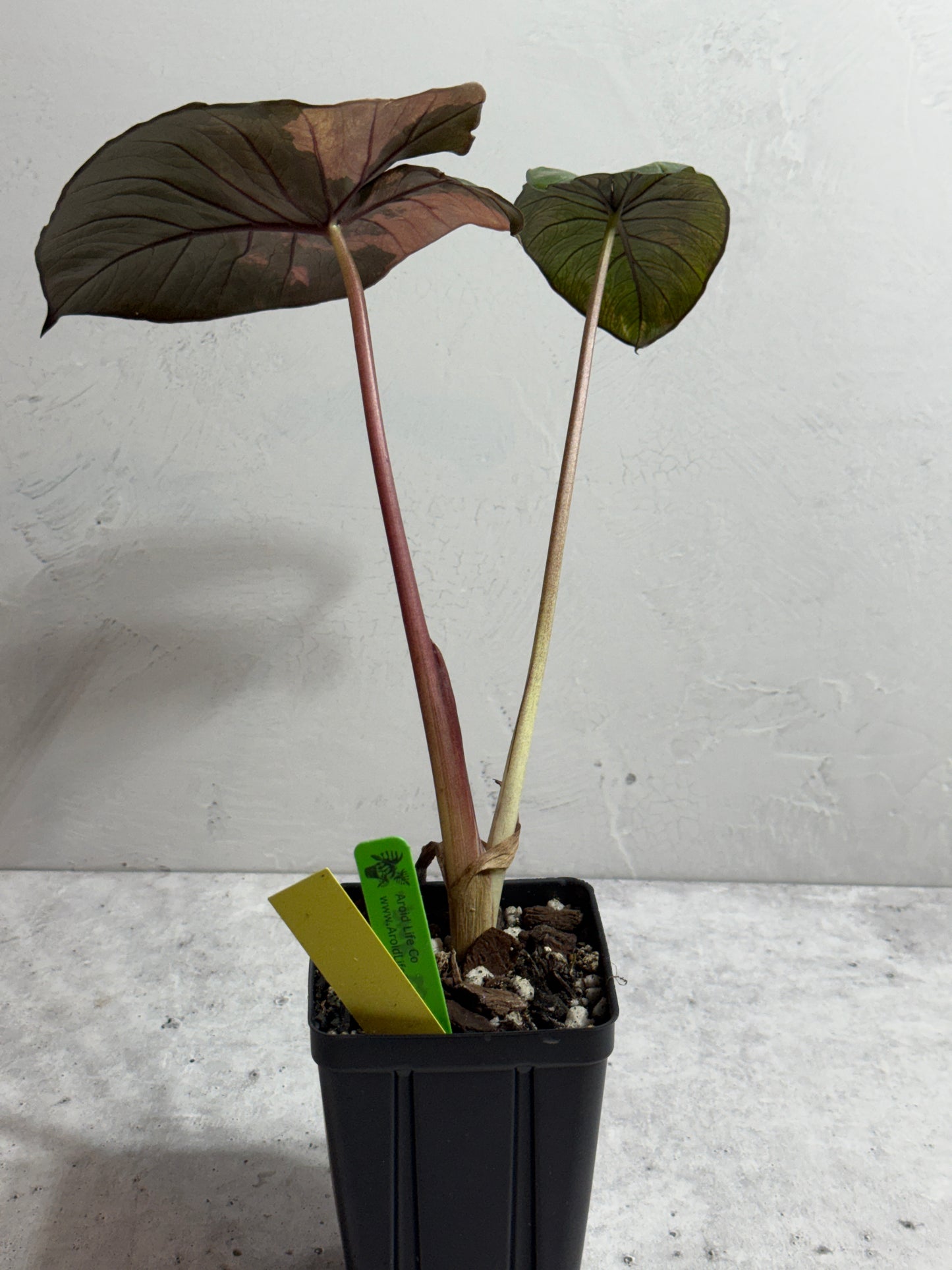 Alocasia Serendipity Pink Variegated