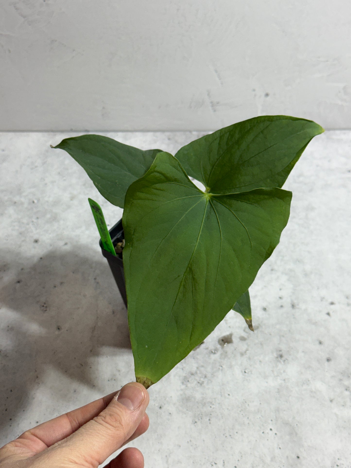 Anthurium sp Tiwintza