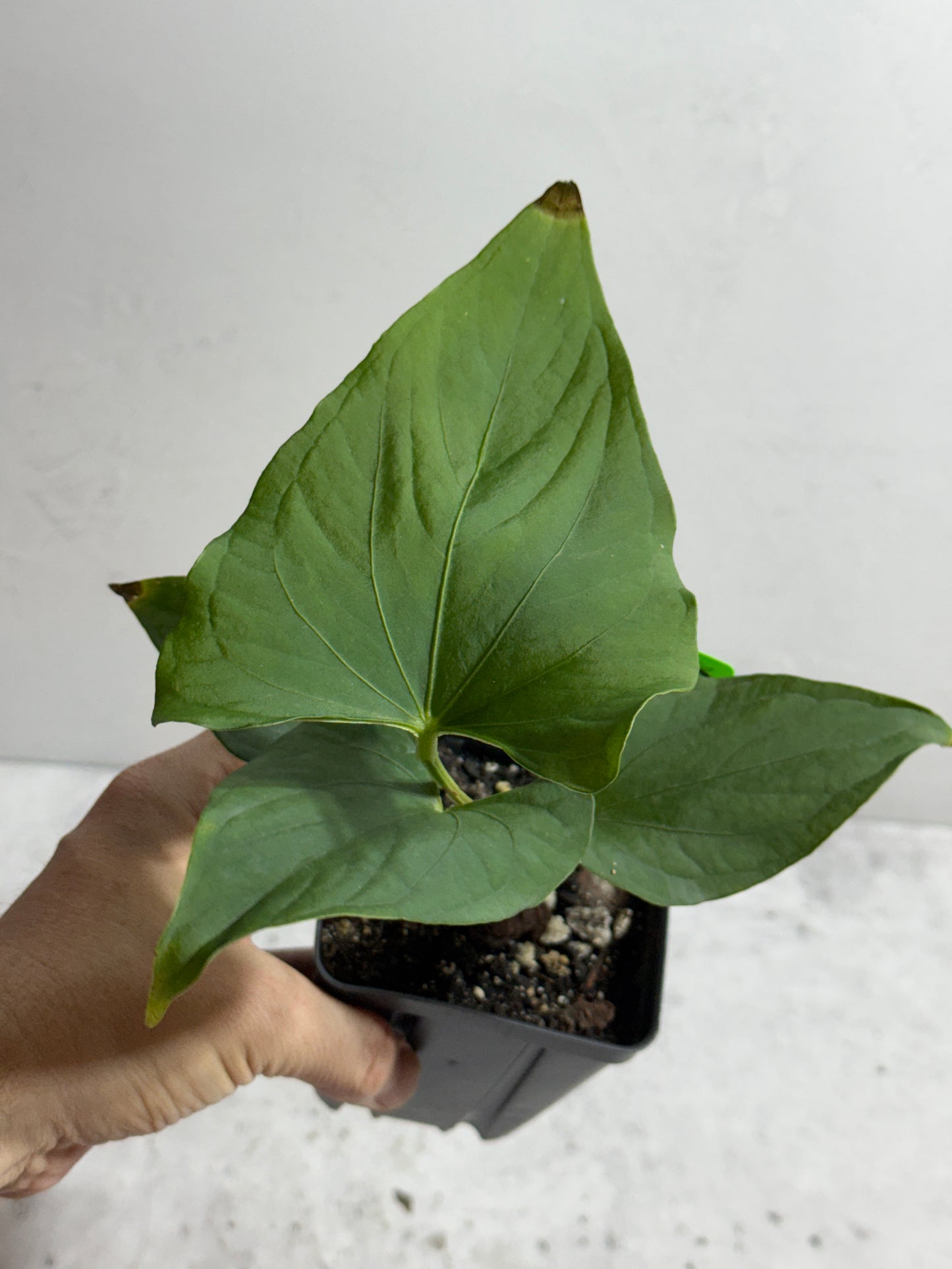 Anthurium sp Tiwintza