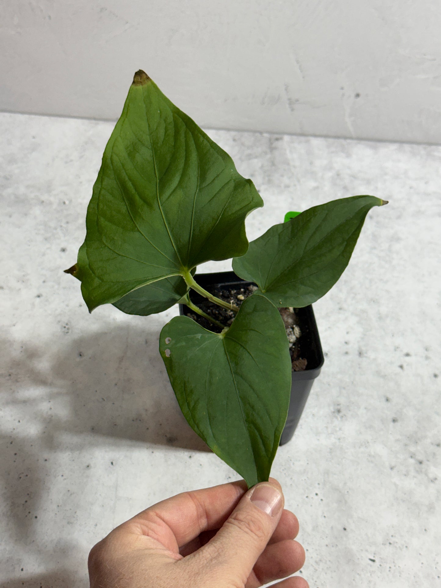 Anthurium sp Tiwintza