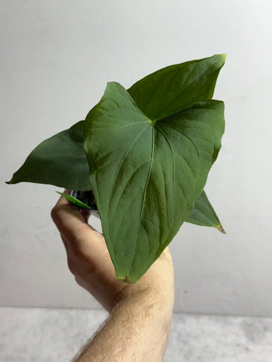 Anthurium sp Tiwintza