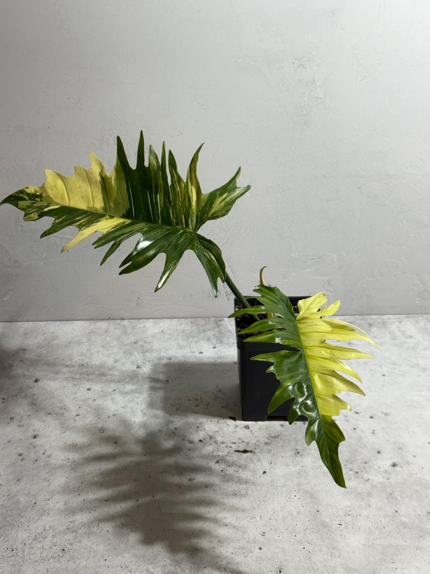 Philodendron Florida Beauty x Tortum variegated