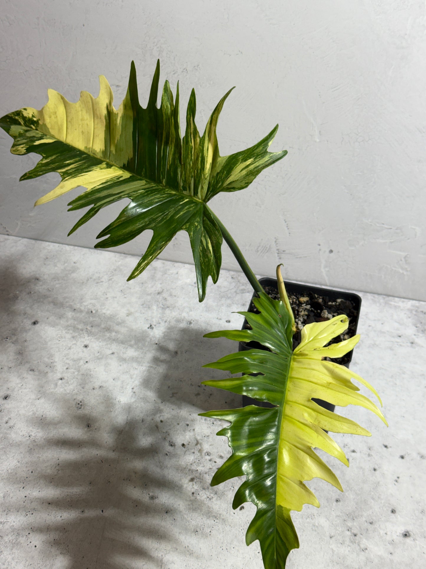 Philodendron Florida Beauty x Tortum variegated