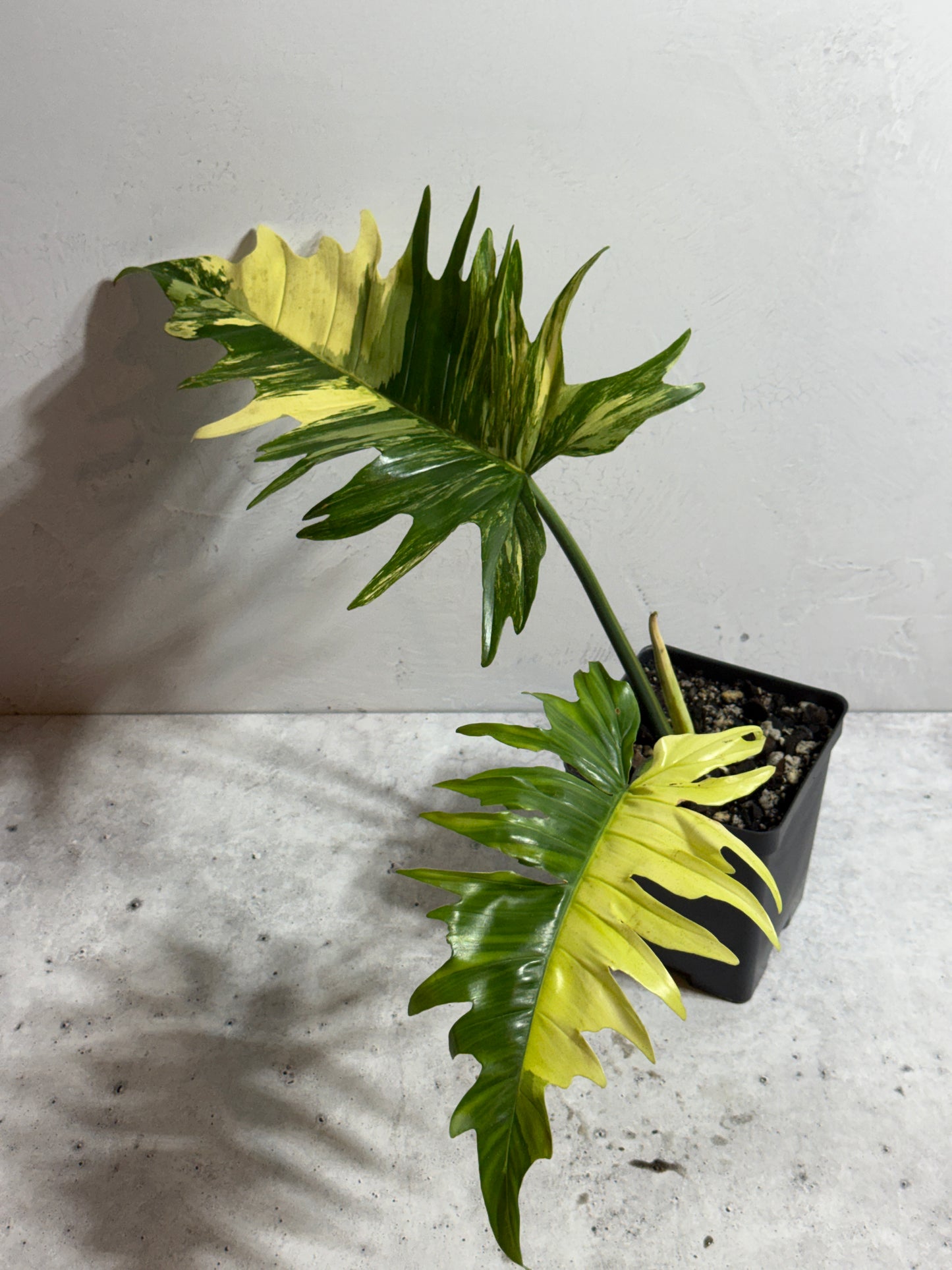 Philodendron Florida Beauty x Tortum variegated