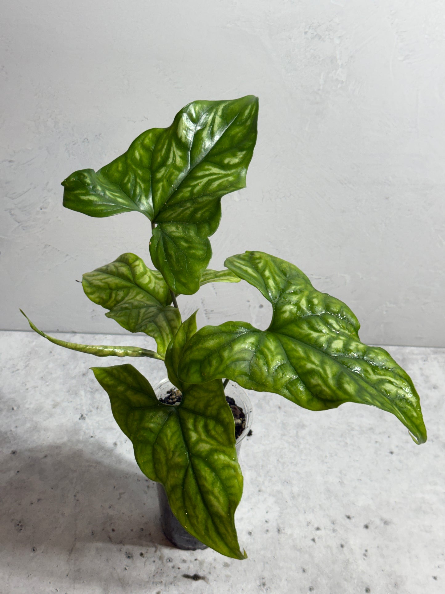 Cercestis mirabilis