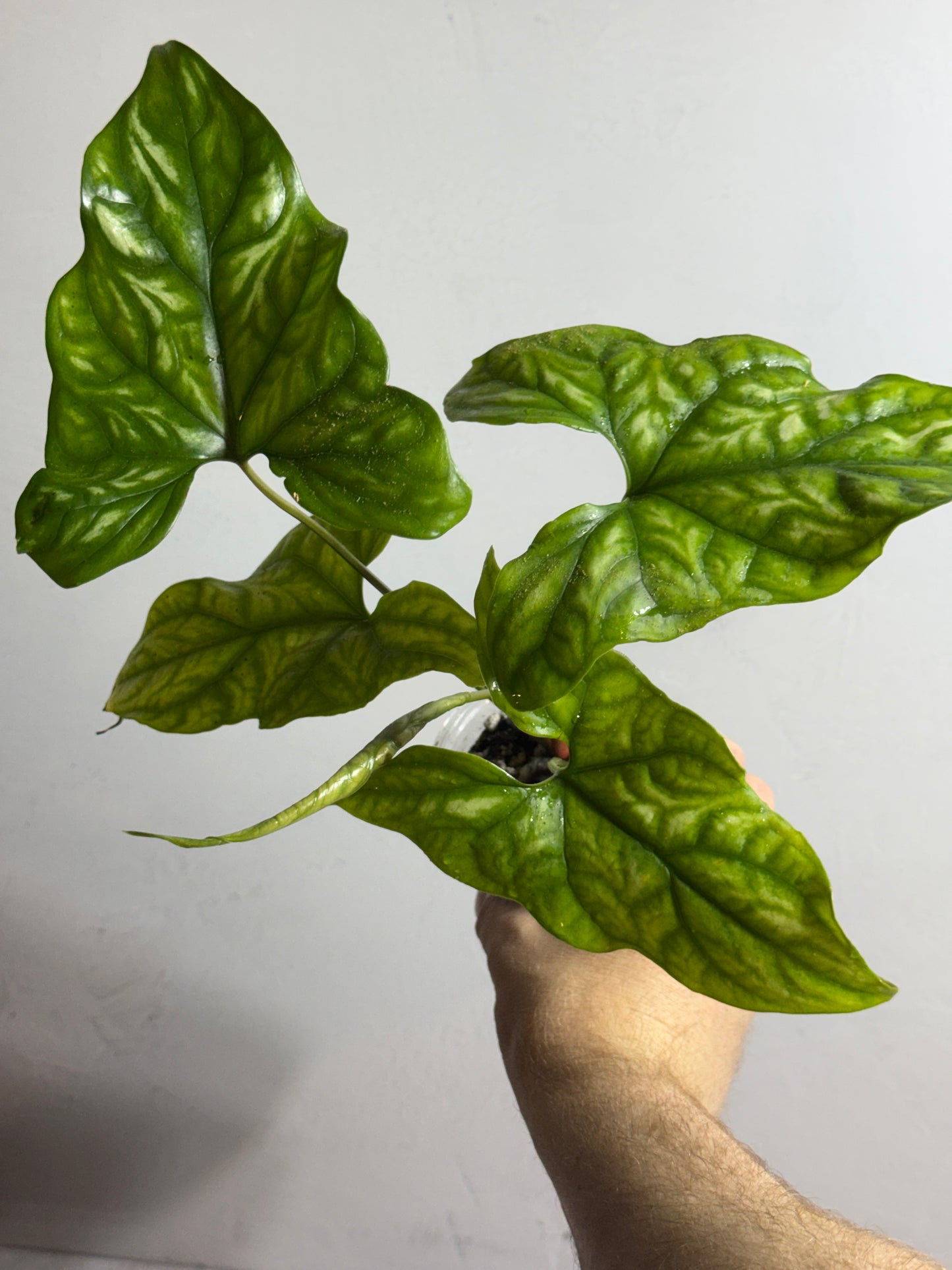 Cercestis mirabilis