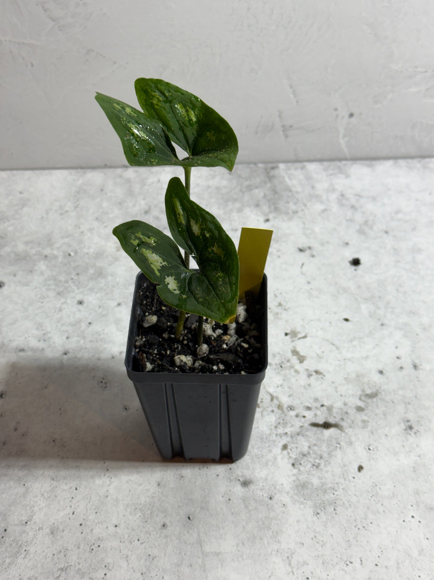 Ulearum don burnsii
