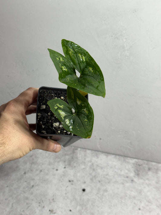 Ulearum don burnsii