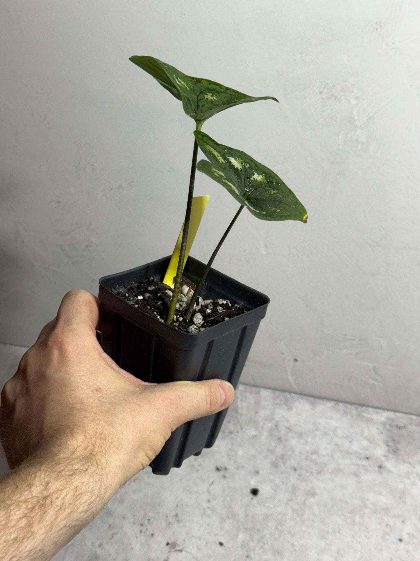 Ulearum don burnsii