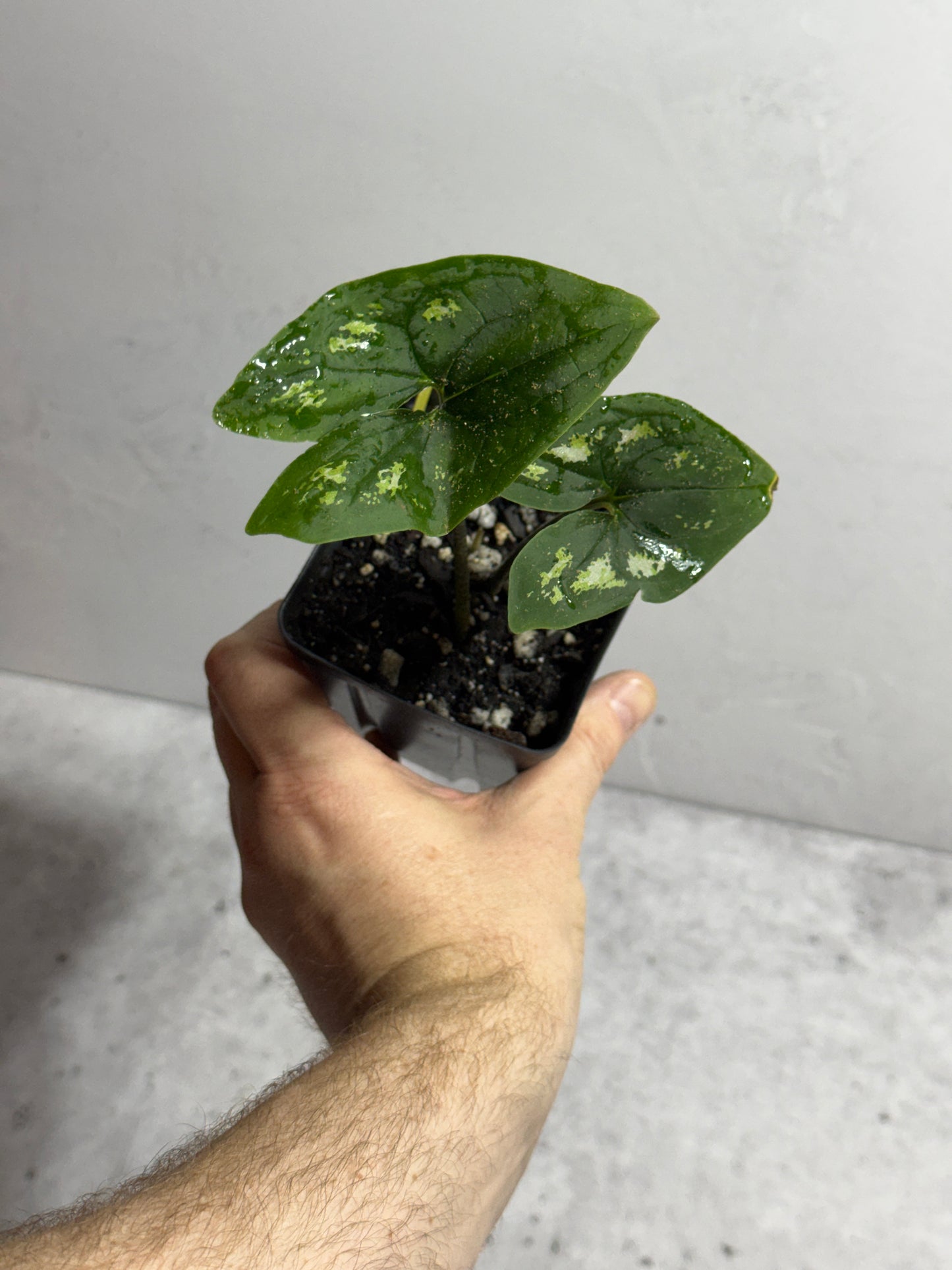 Ulearum don burnsii