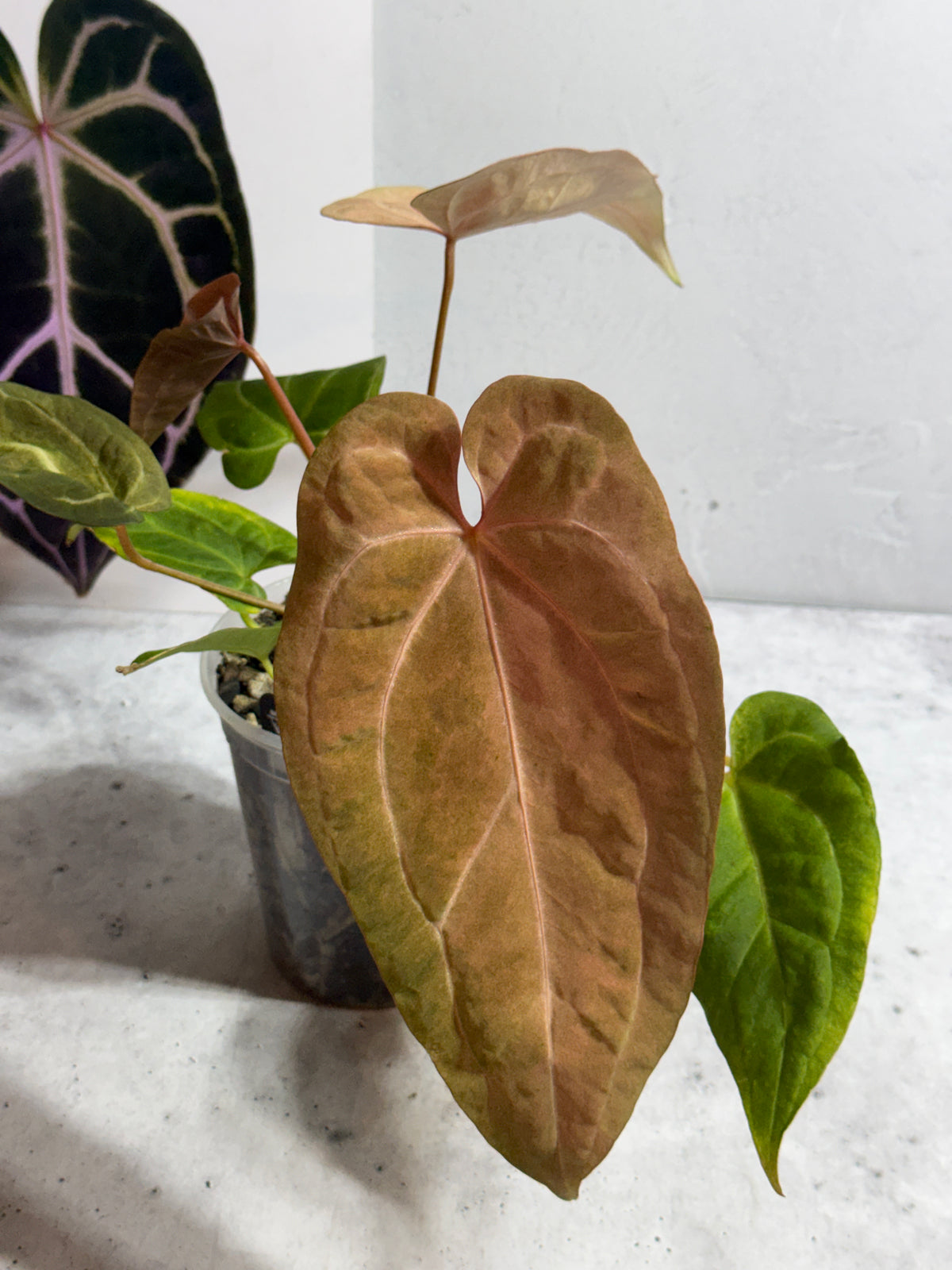 Anthurium papillilaminum x Red Spider variegated