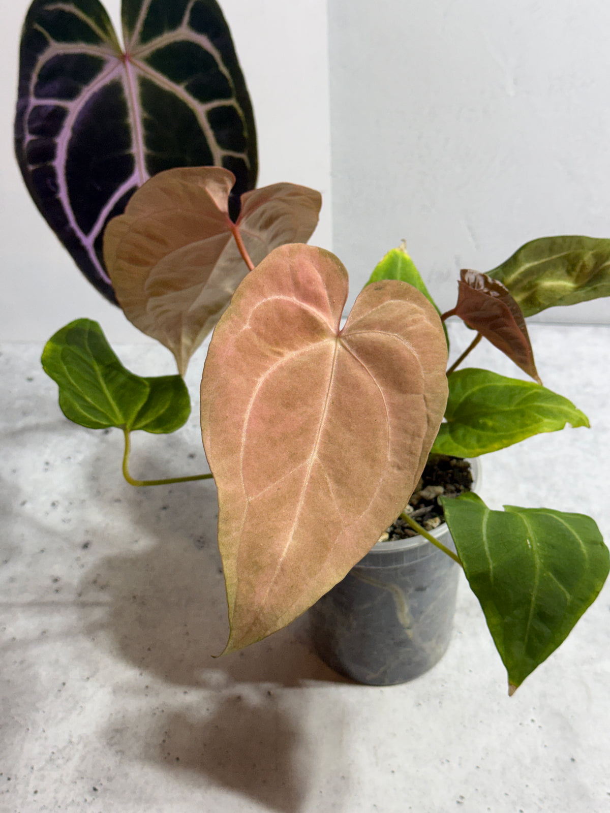 Anthurium papillilaminum x Red Spider variegated
