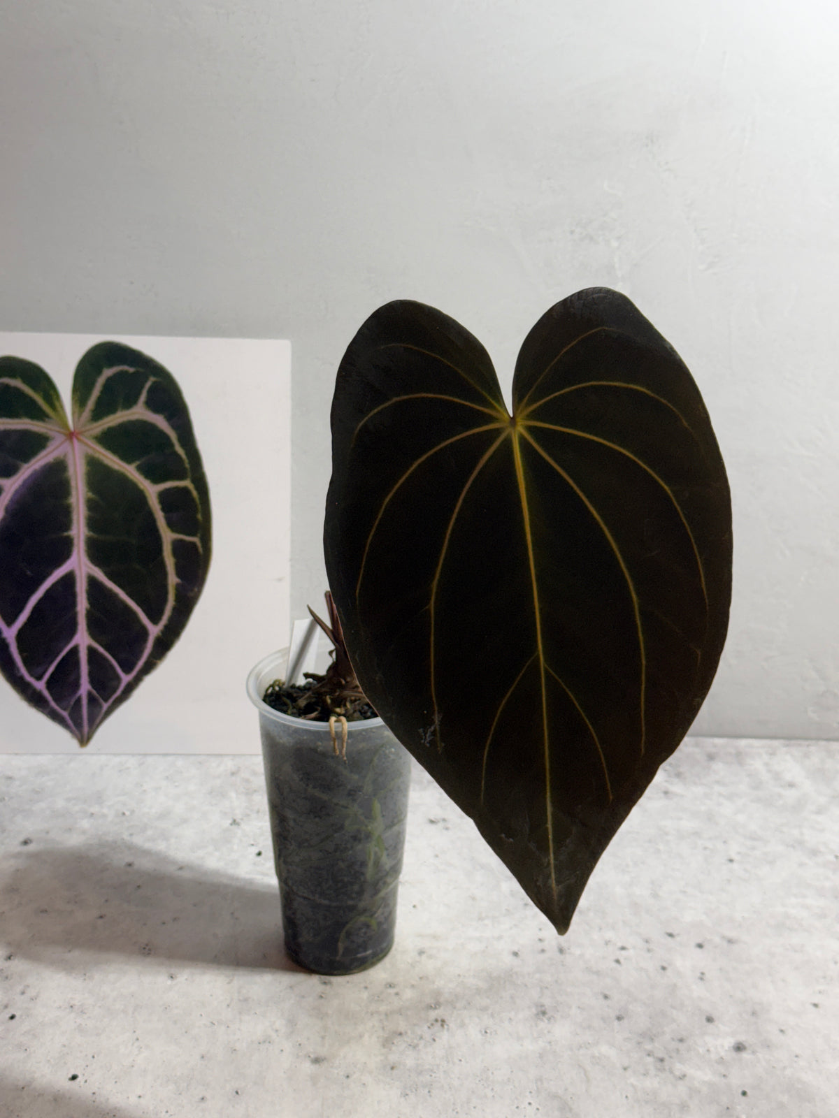 Anthurium Black Widow x carlablackiae