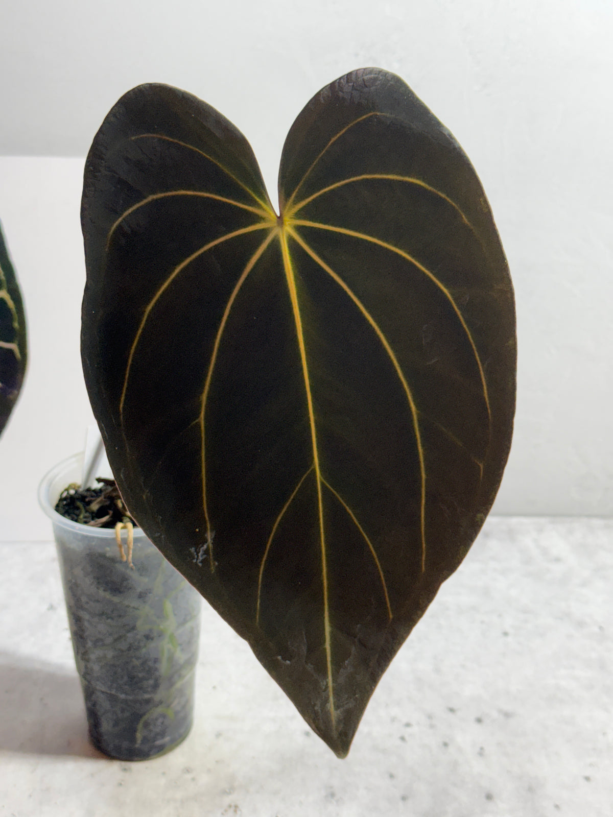 Anthurium Black Widow x carlablackiae