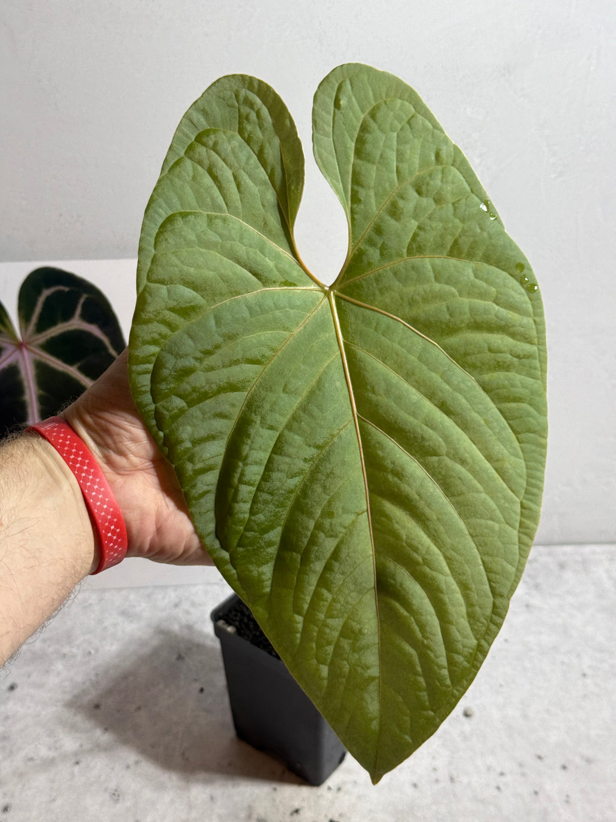 Anthurium sp tarapoto