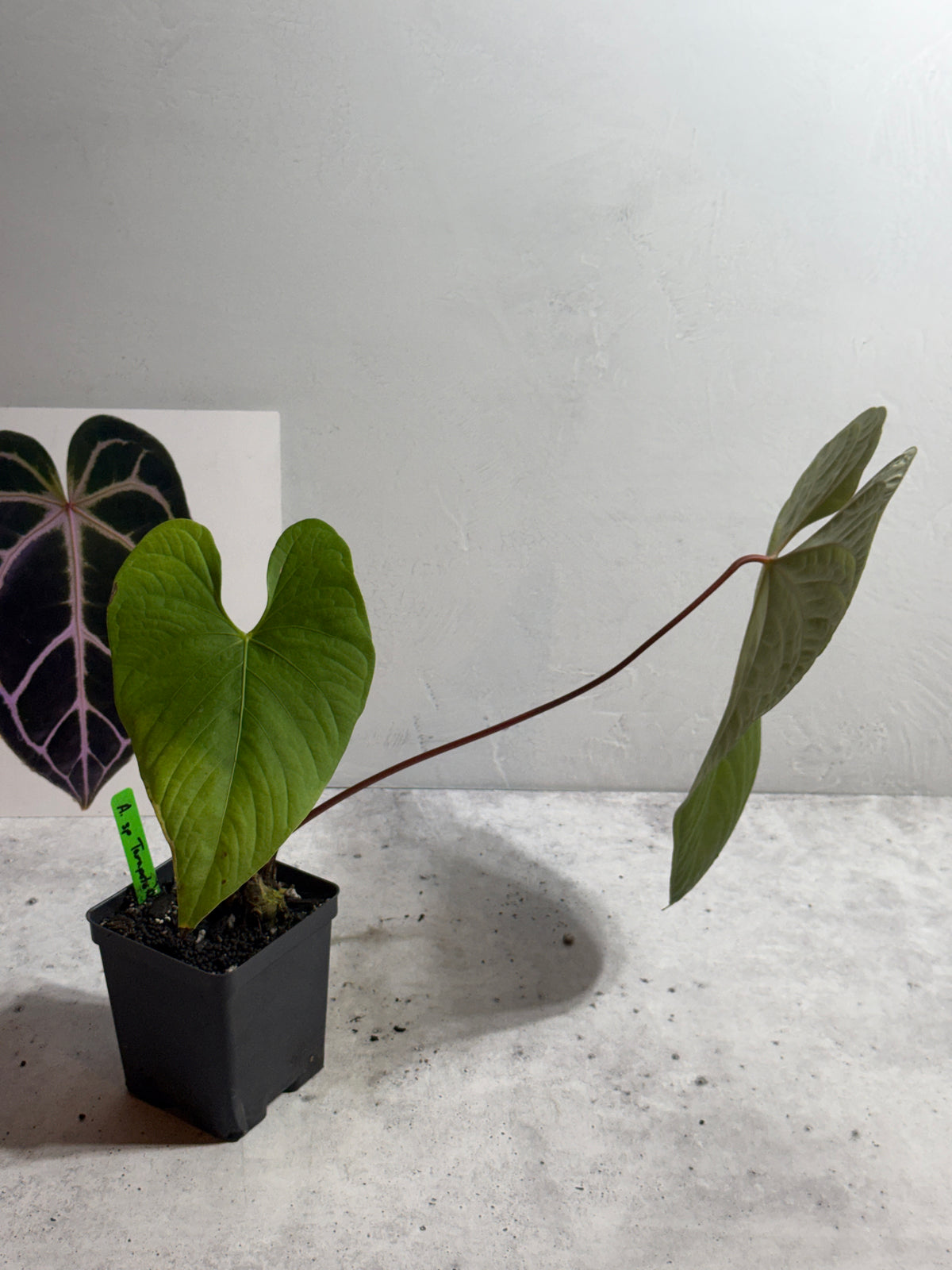 Anthurium sp tarapoto