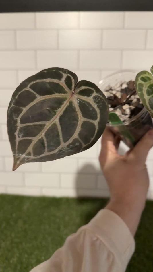 Anthurium Orange x Red crystallinum